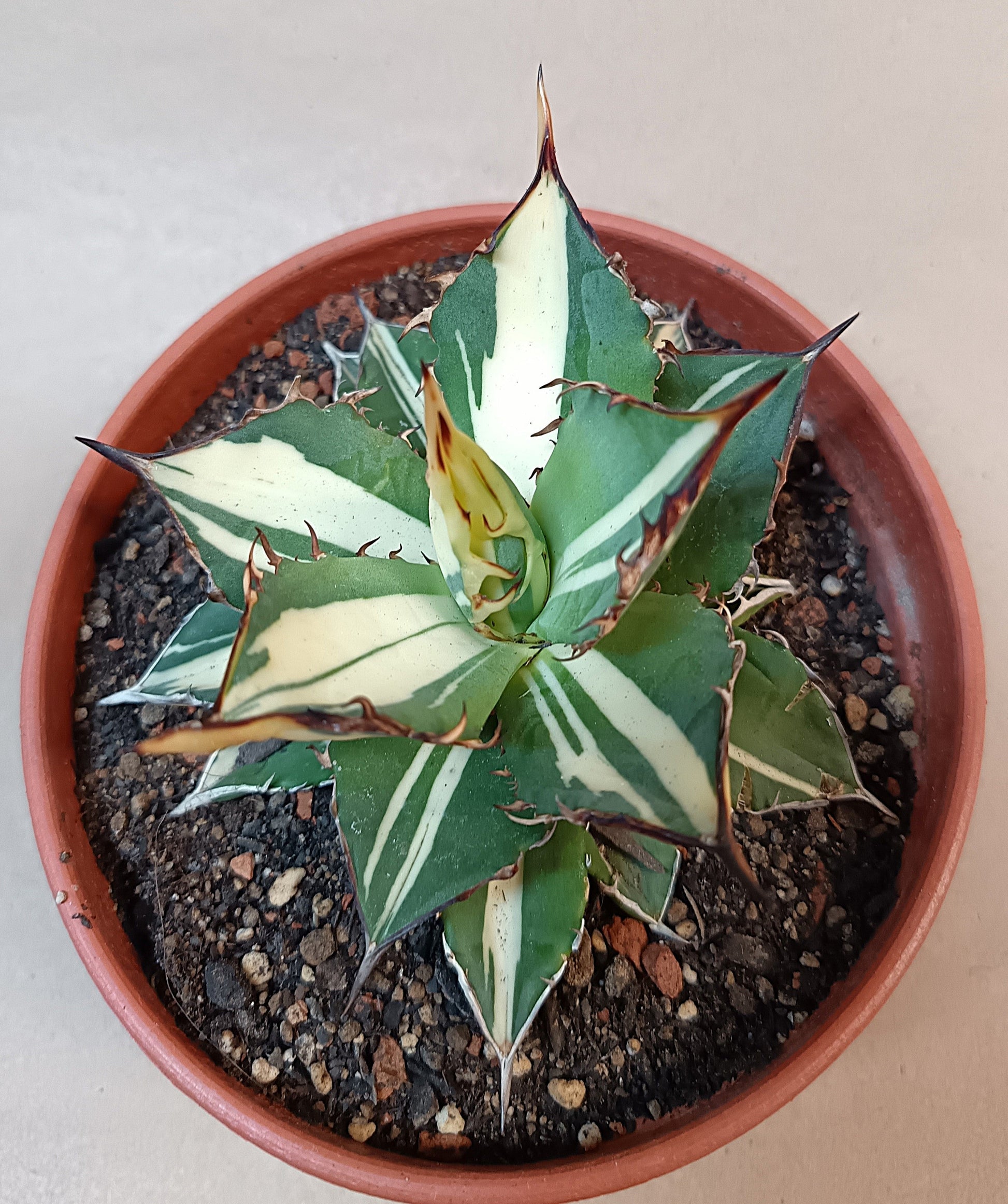 Agave titanota 'Kojima White Thorn'– 10 cm #2