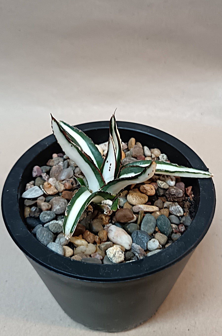 Agave victoriae-reginae mediopicta alba #2