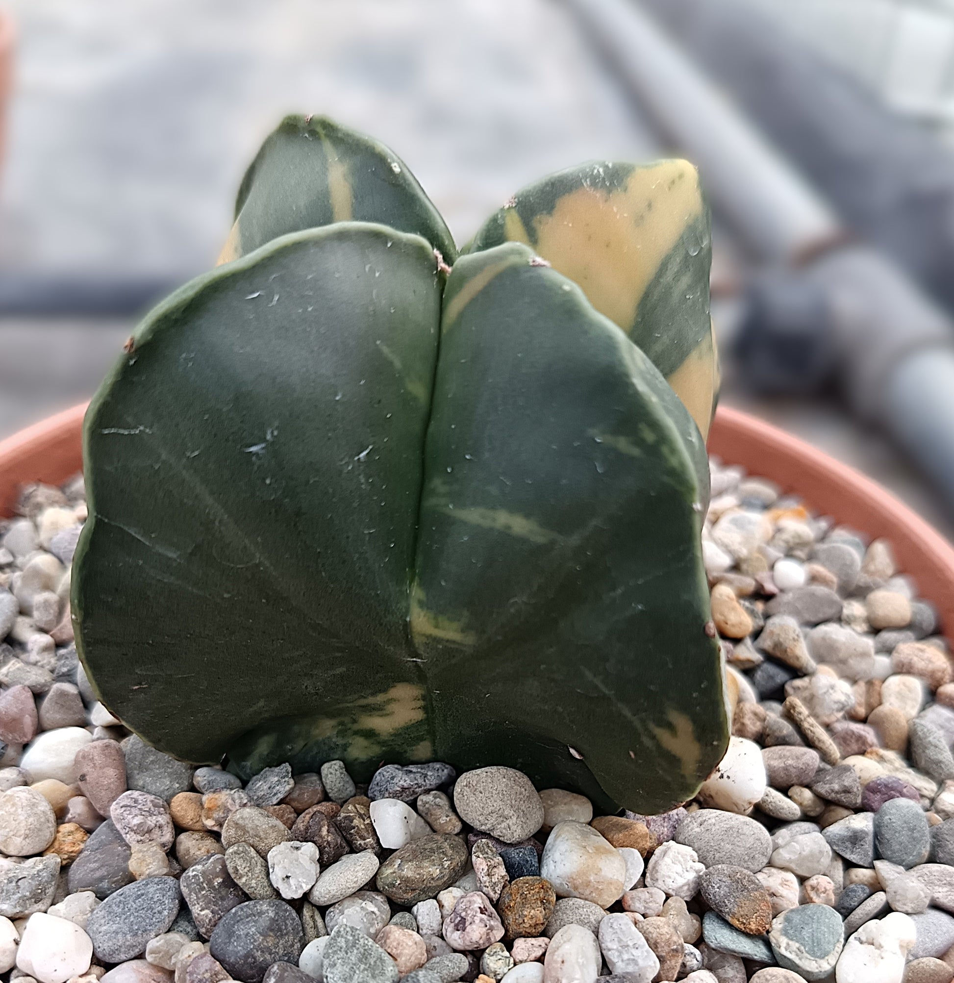 Astrophytum myriostigma f. variegata / Einzelexemplar
