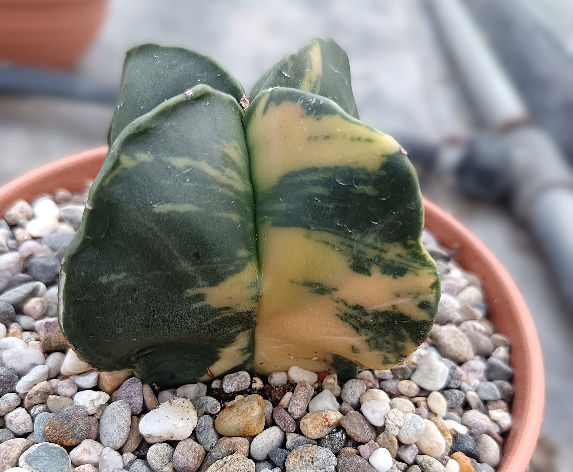 Astrophytum myriostigma f. variegata / Einzelexemplar