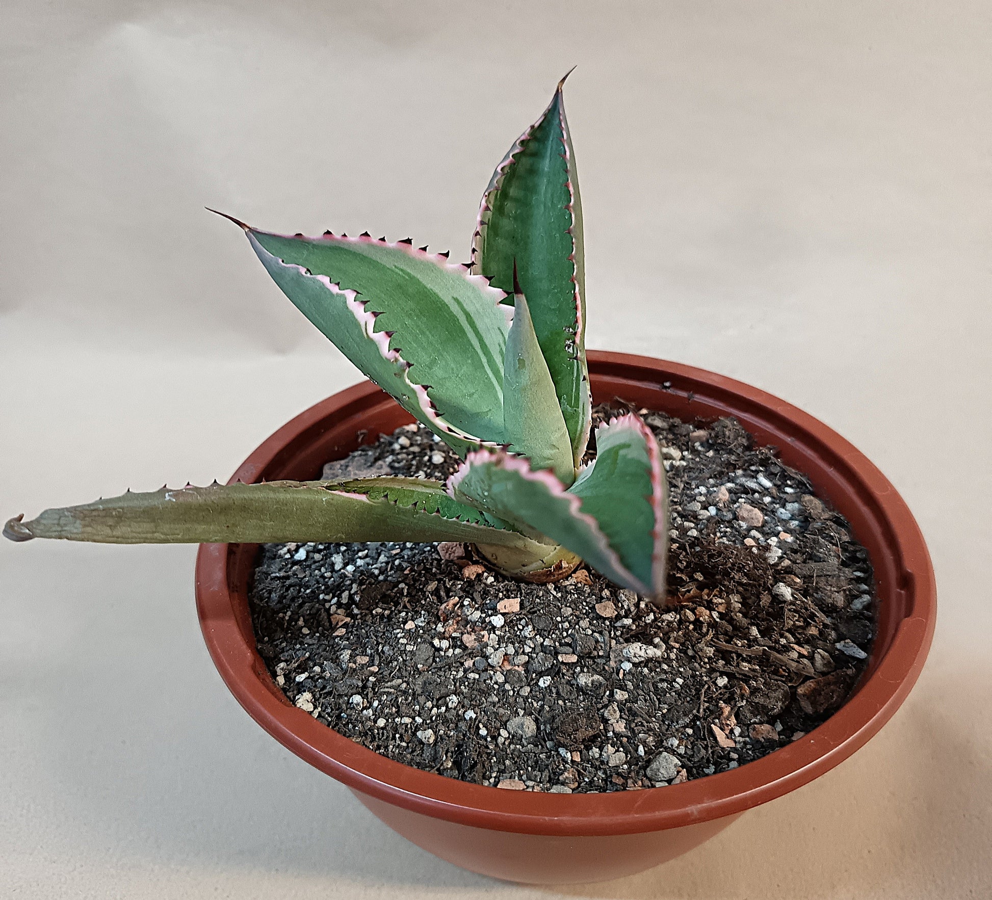 Agave celsii 'Multicolor' #3