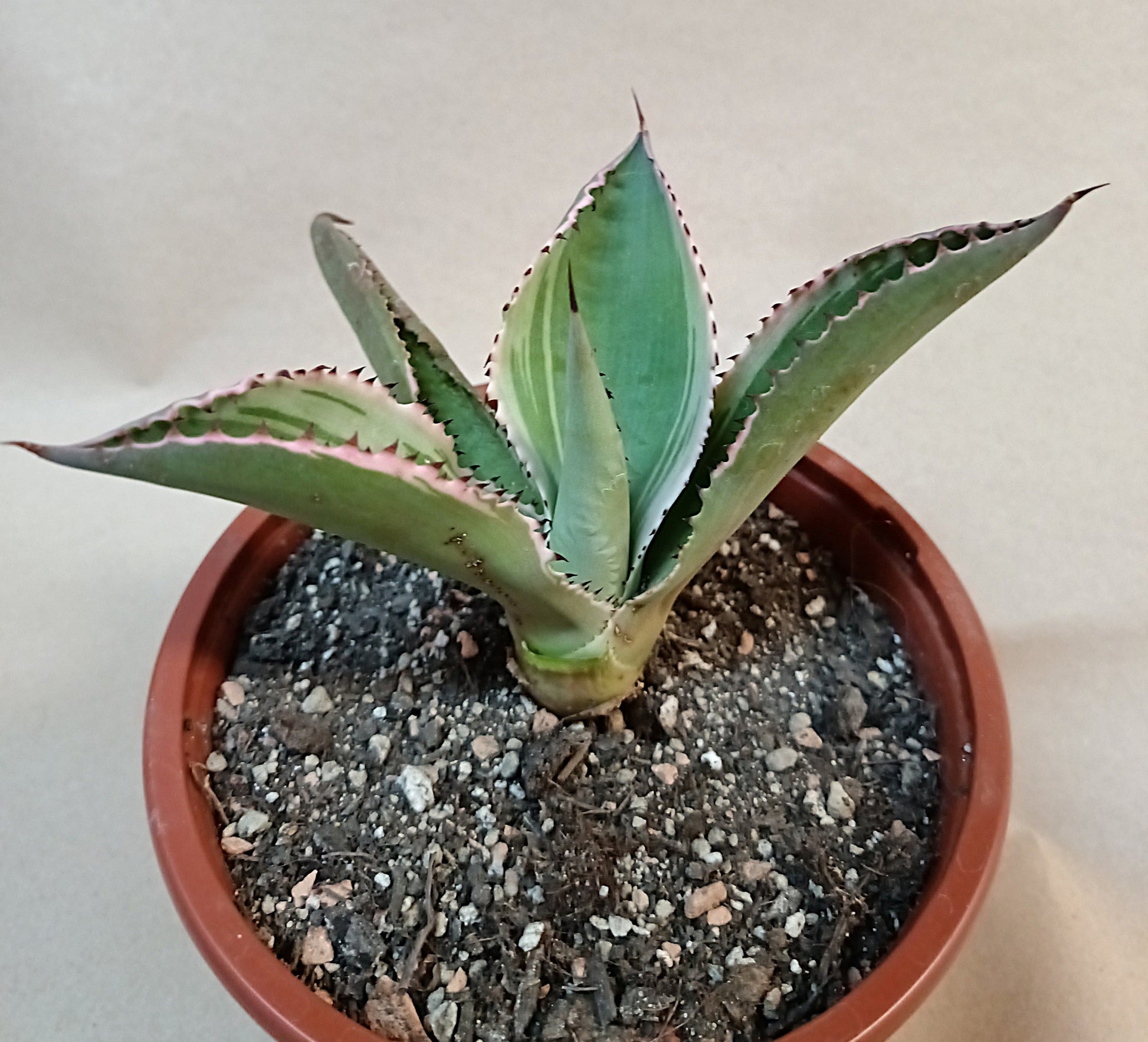 Agave celsii 'Multicolor' #3