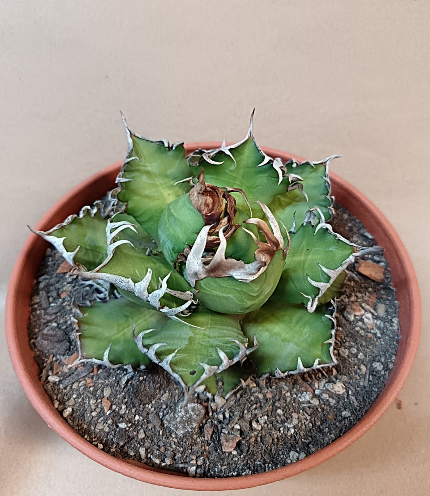 Agave titanota 'Red Catweezle' – 10cm #3