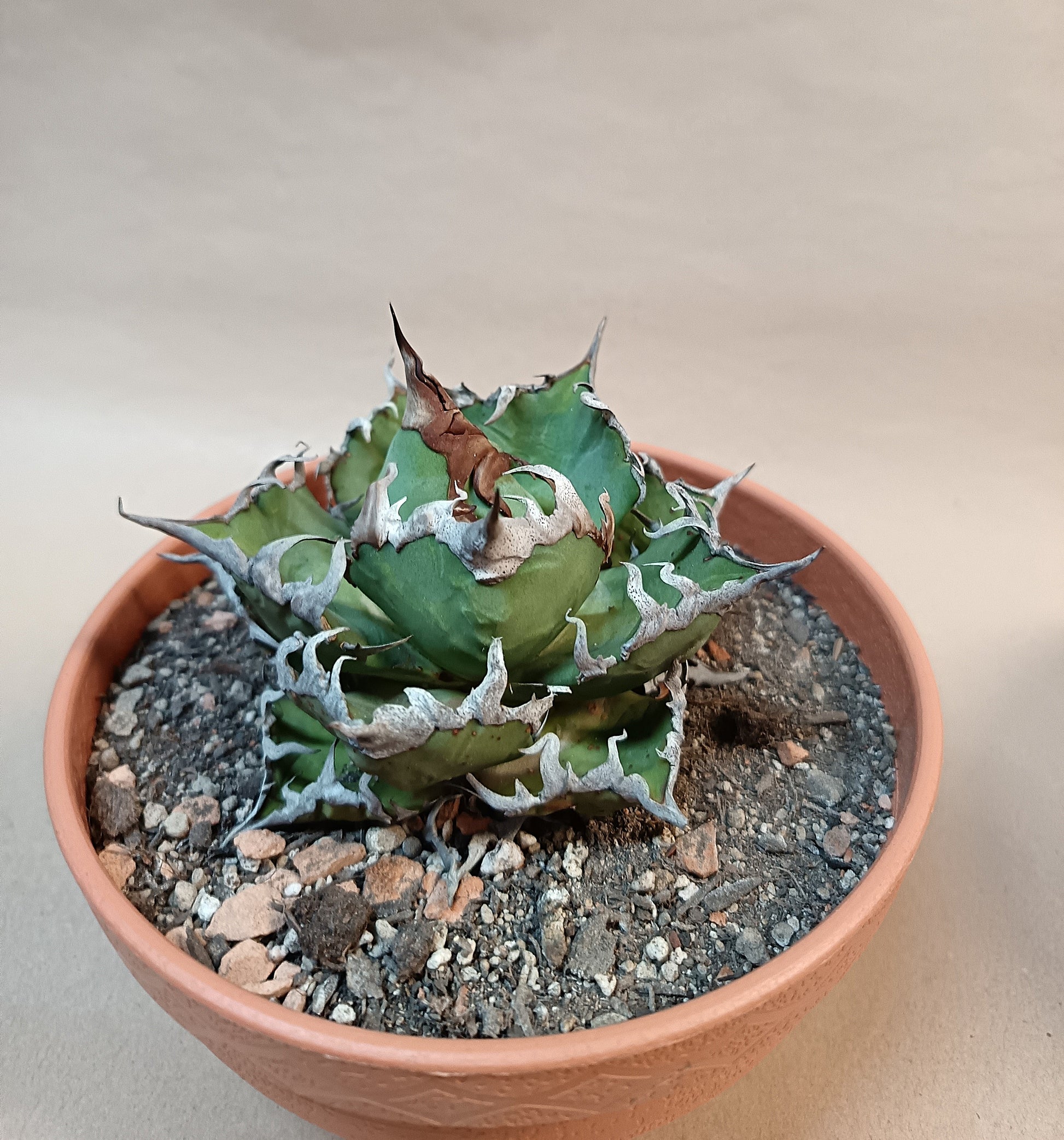 Agave titanota 'Caesar' – 8cm #3