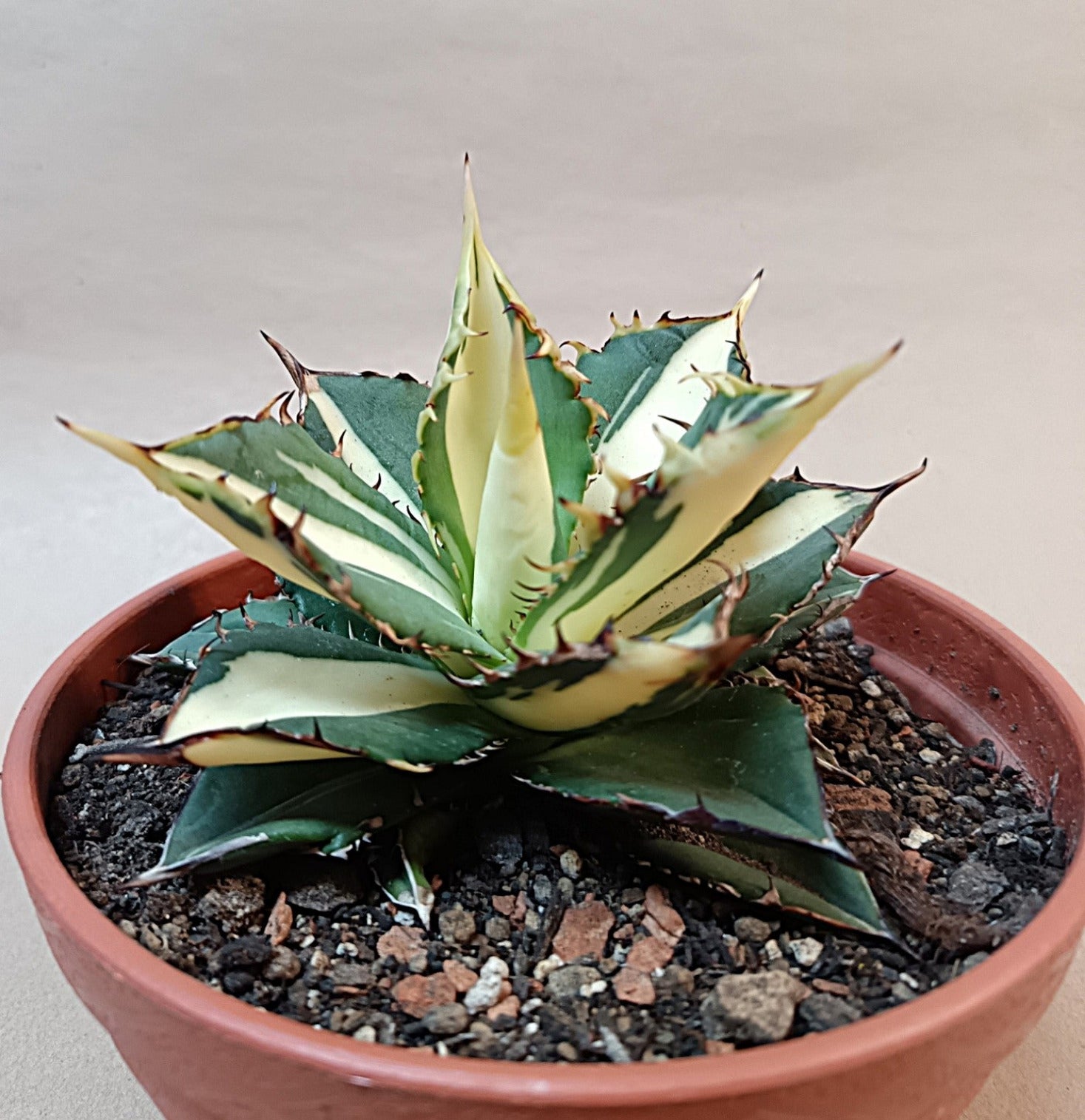 Agave titanota 'Kojima White Thorn'-10 cm #3