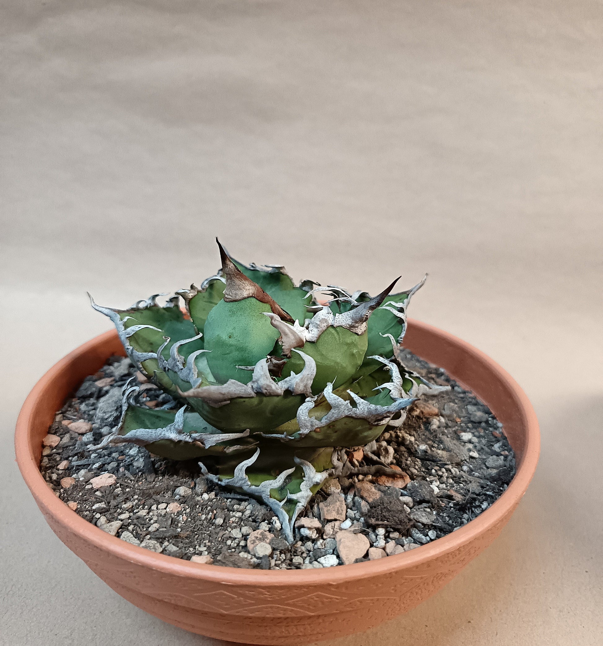 Agave titanota 'Caesar' – 8cm #3