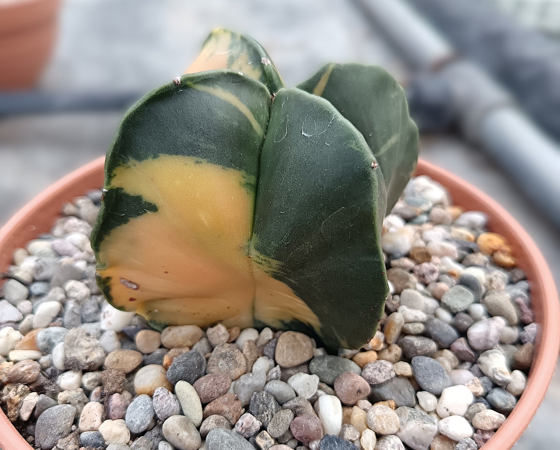 Astrophytum myriostigma f. variegata / Einzelexemplar