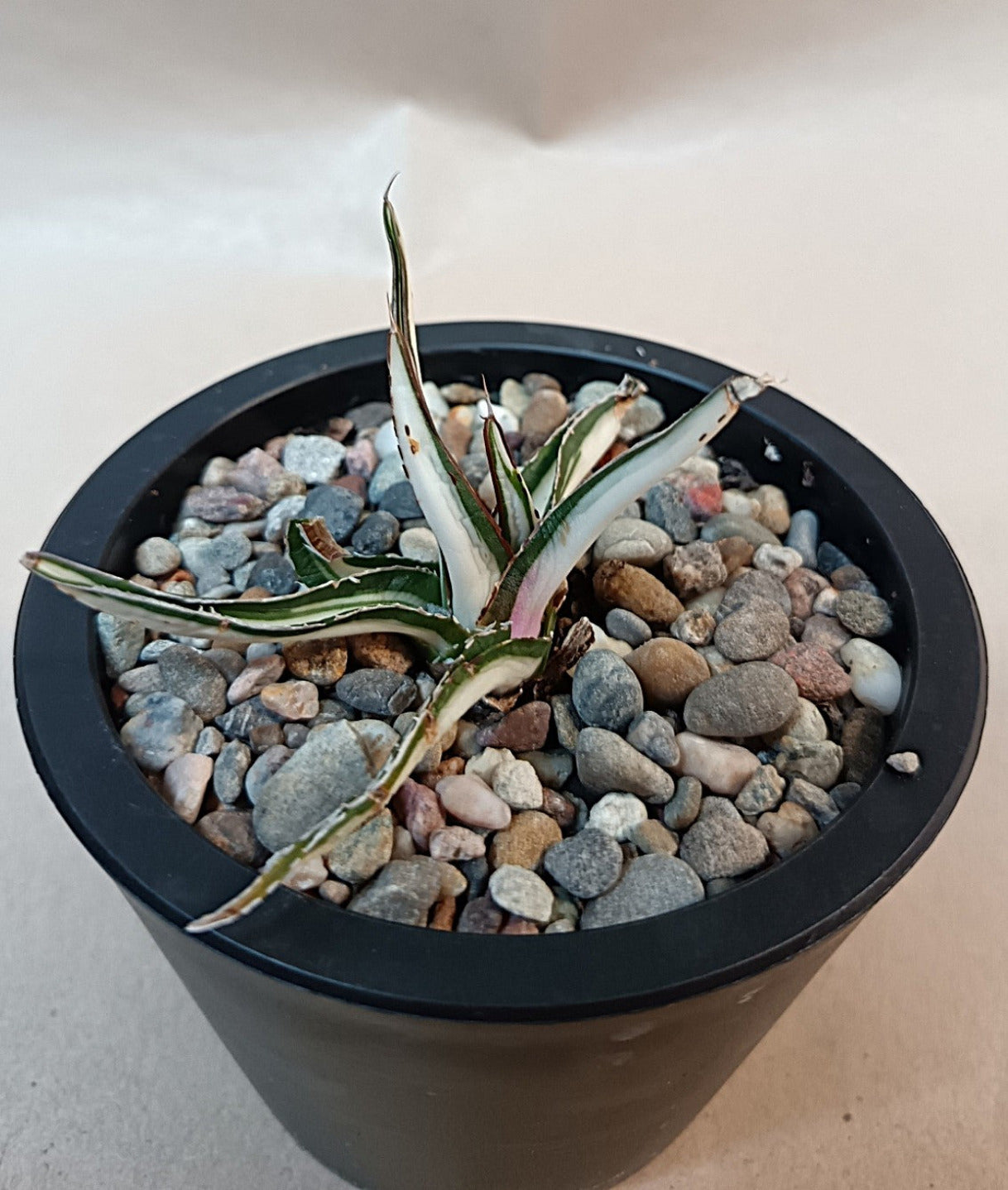 Agave victoriae-reginae mediopicta alba #3