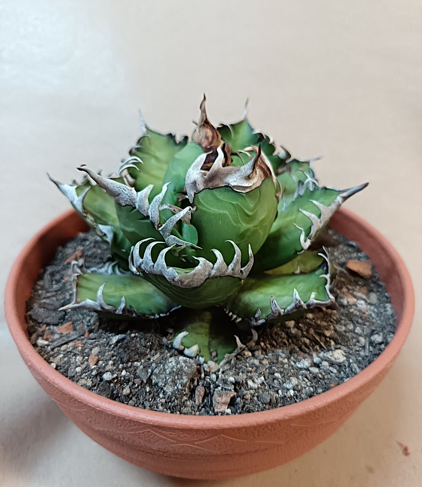 Agave titanota 'Red Catweezle' – 10cm #3
