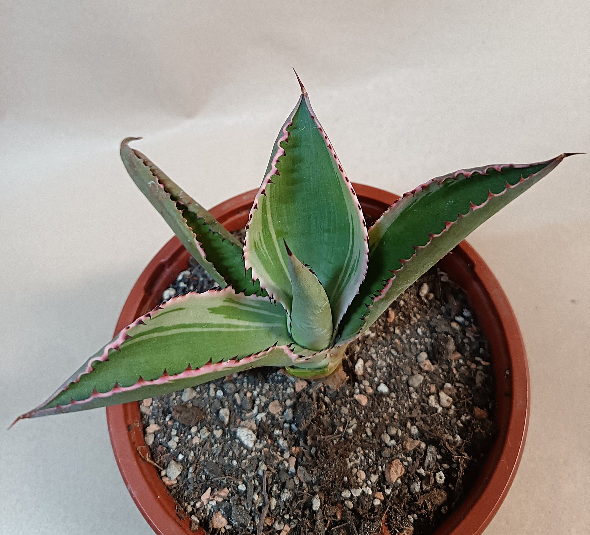 Agave celsii 'Multicolor' #3