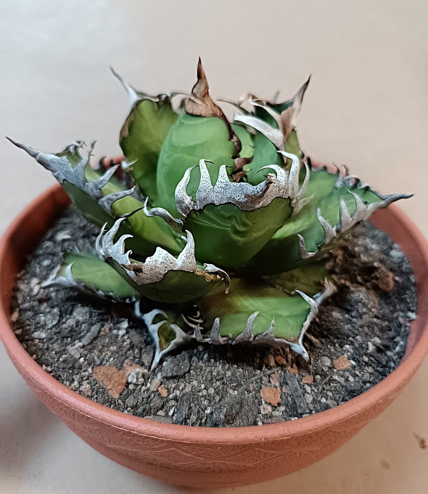 Agave titanota 'Red Catweezle' – 10cm #3