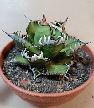 Agave titanota 'Red Catweezle' – 10cm #3