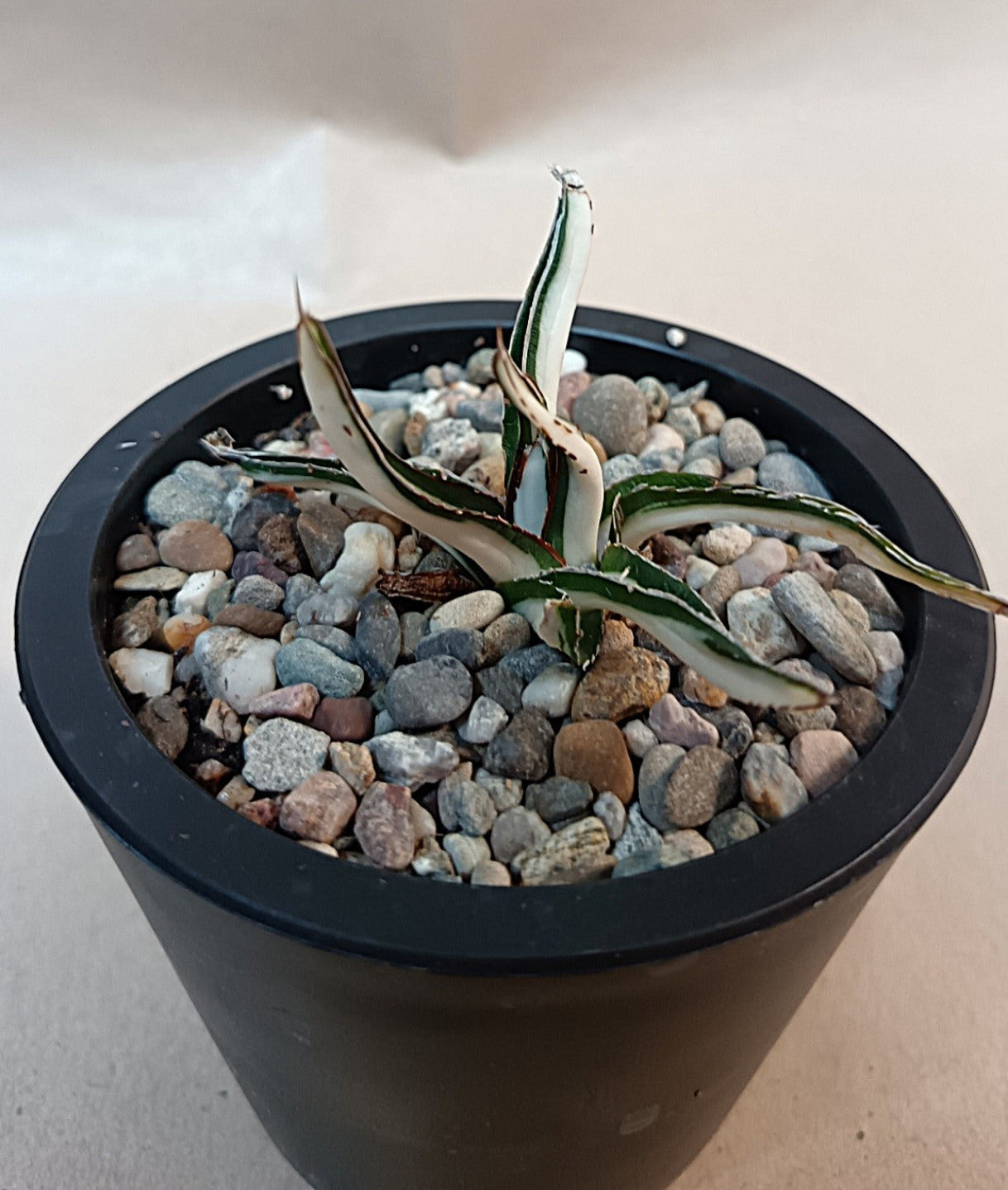 Agave victoriae-reginae mediopicta alba #3