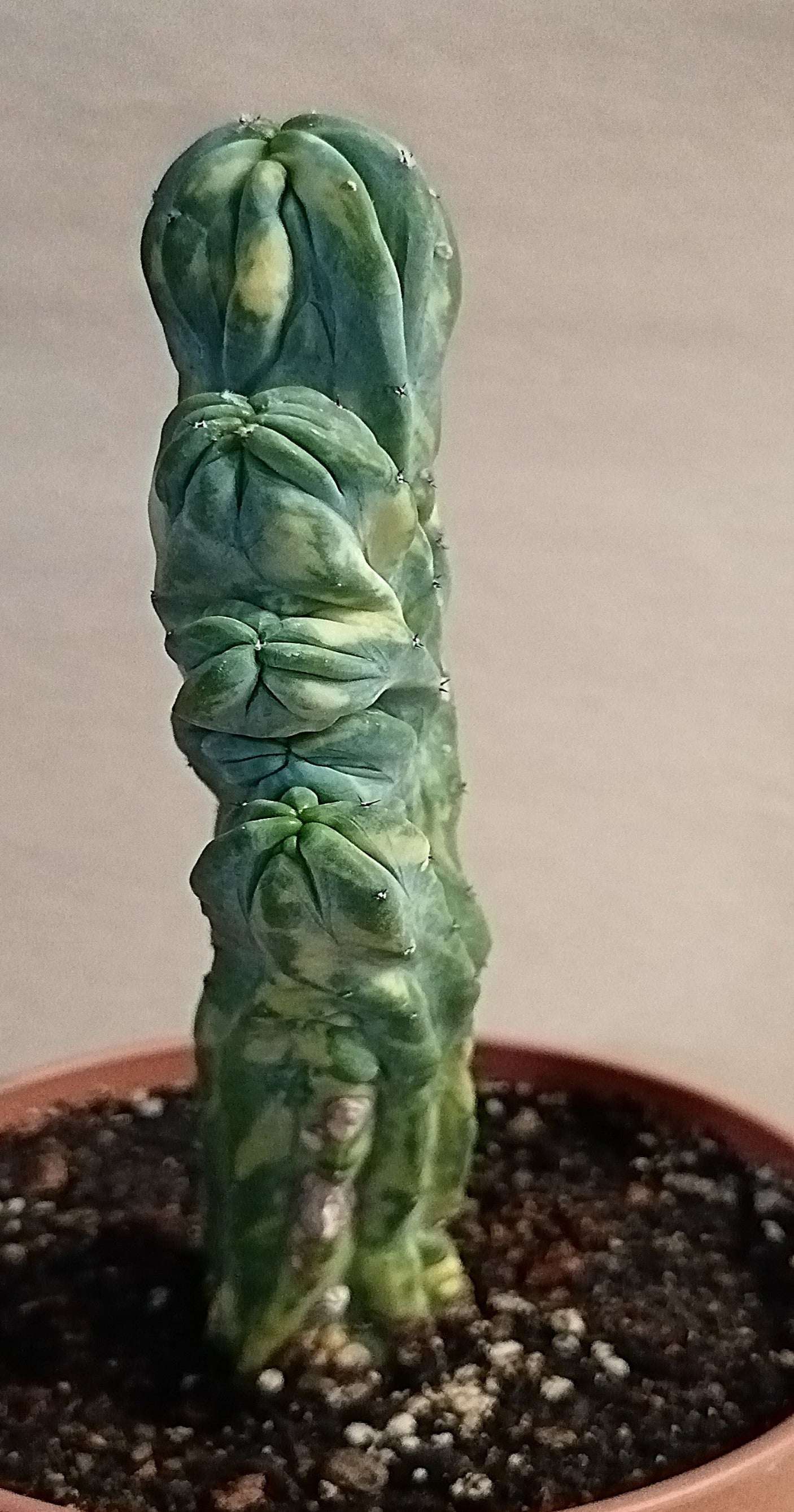 Myrtillocactus geometrizans f. variegata #3