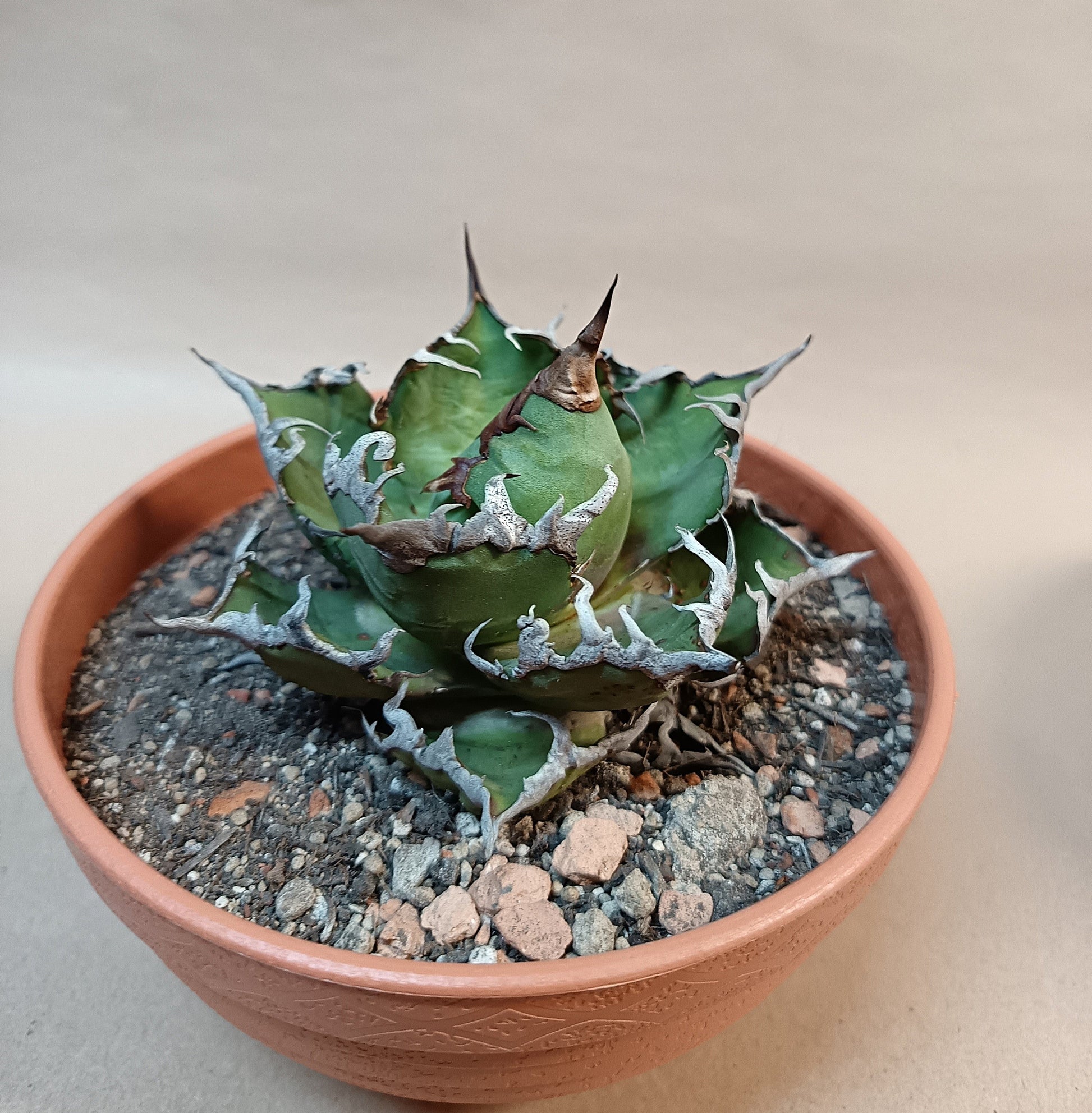 Agave titanota 'Caesar' – 8cm #3