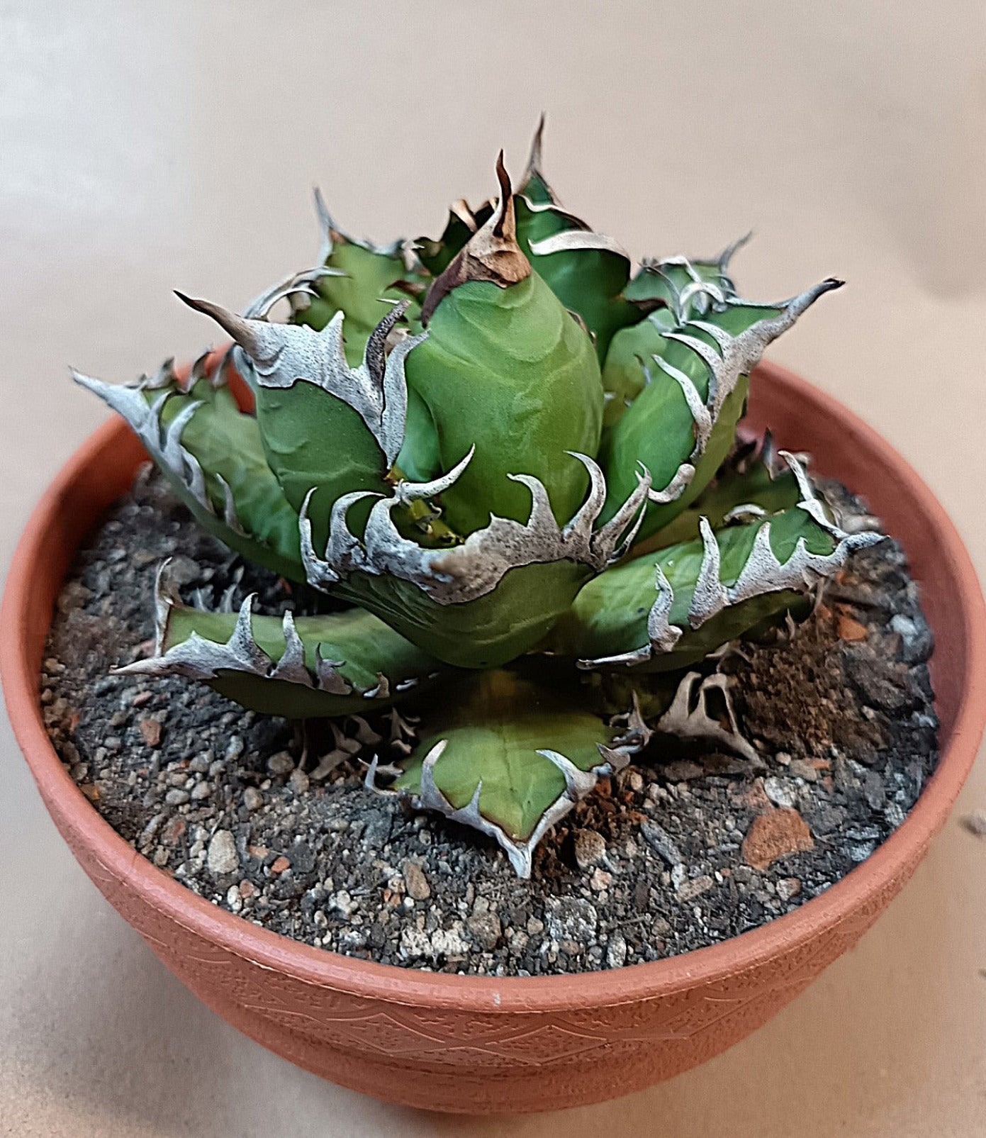 Agave titanota 'Red Catweezle' – 10cm #3