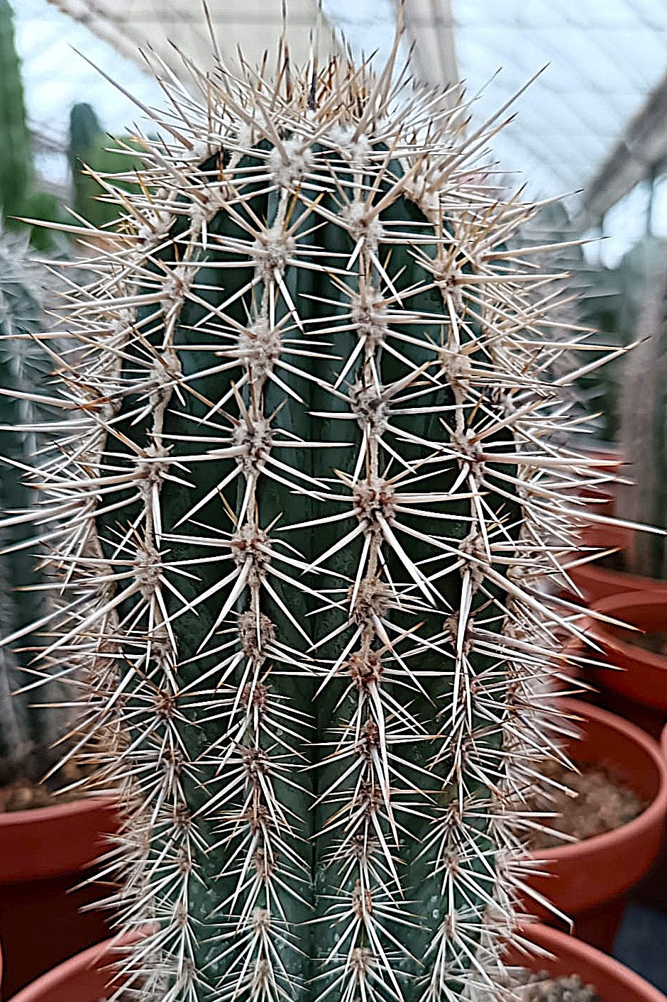 Pachycereus pringlei / Majestätischer Wüstenkaktus