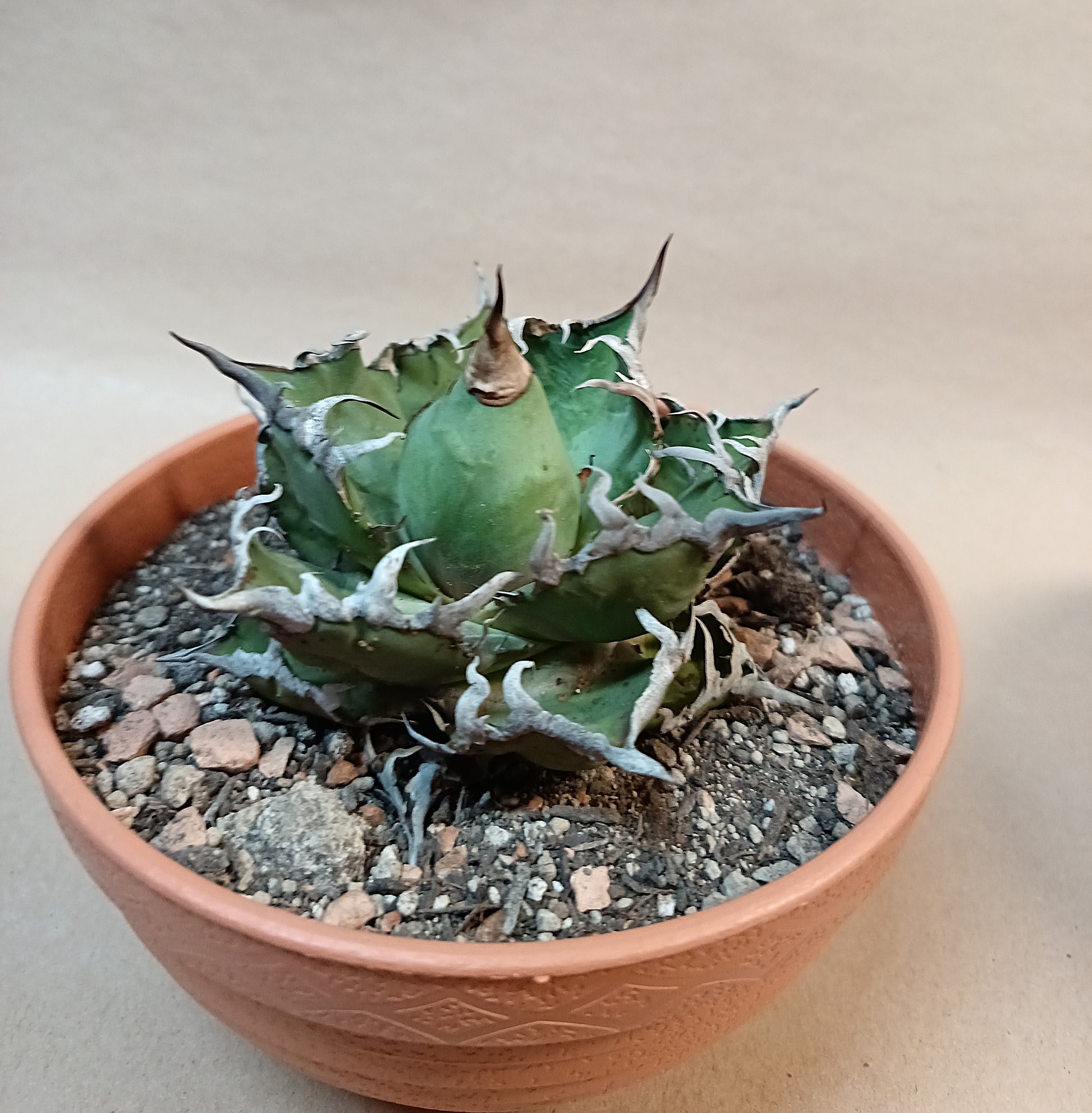 Agave titanota 'Caesar' – 8cm #3