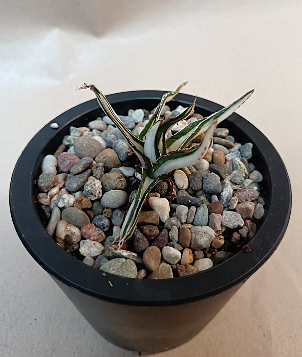 Agave victoriae-reginae mediopicta alba #3