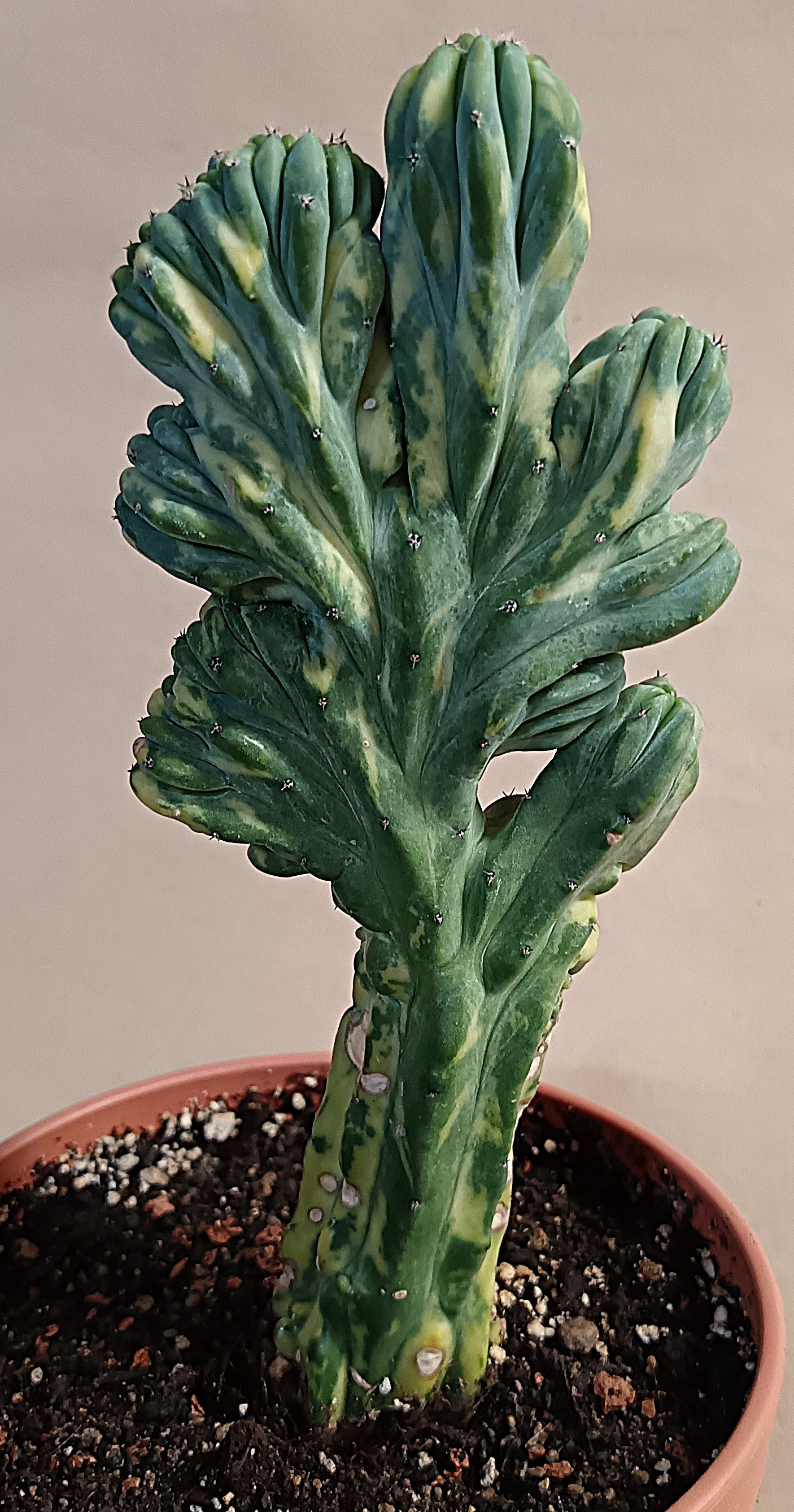 Myrtillocactus geometrizans f. variegata #3