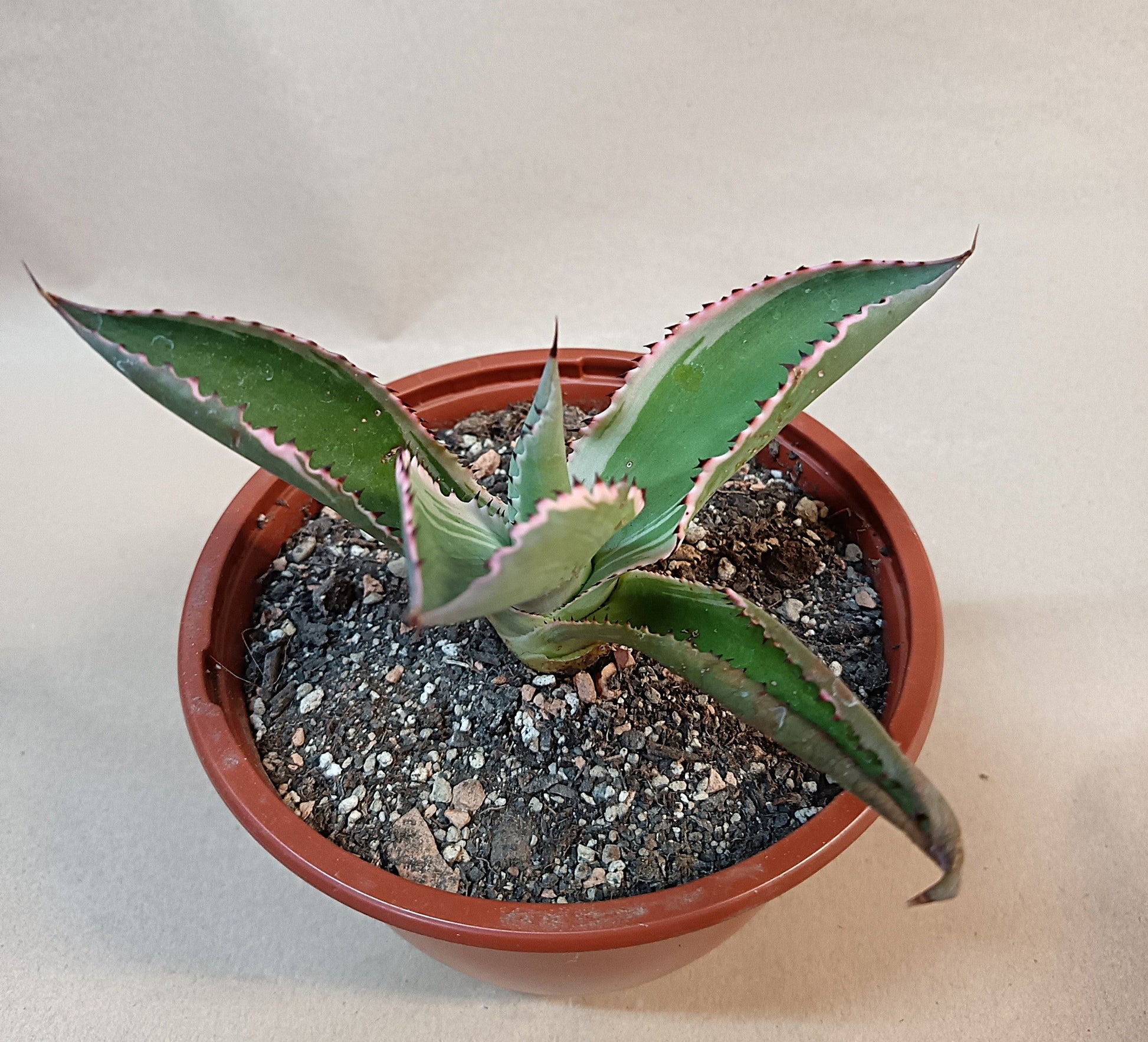 Agave celsii 'Multicolor' #3