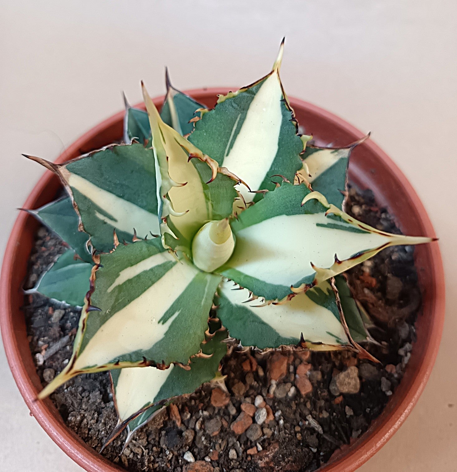 Agave titanota 'Kojima White Thorn'-10 cm #3