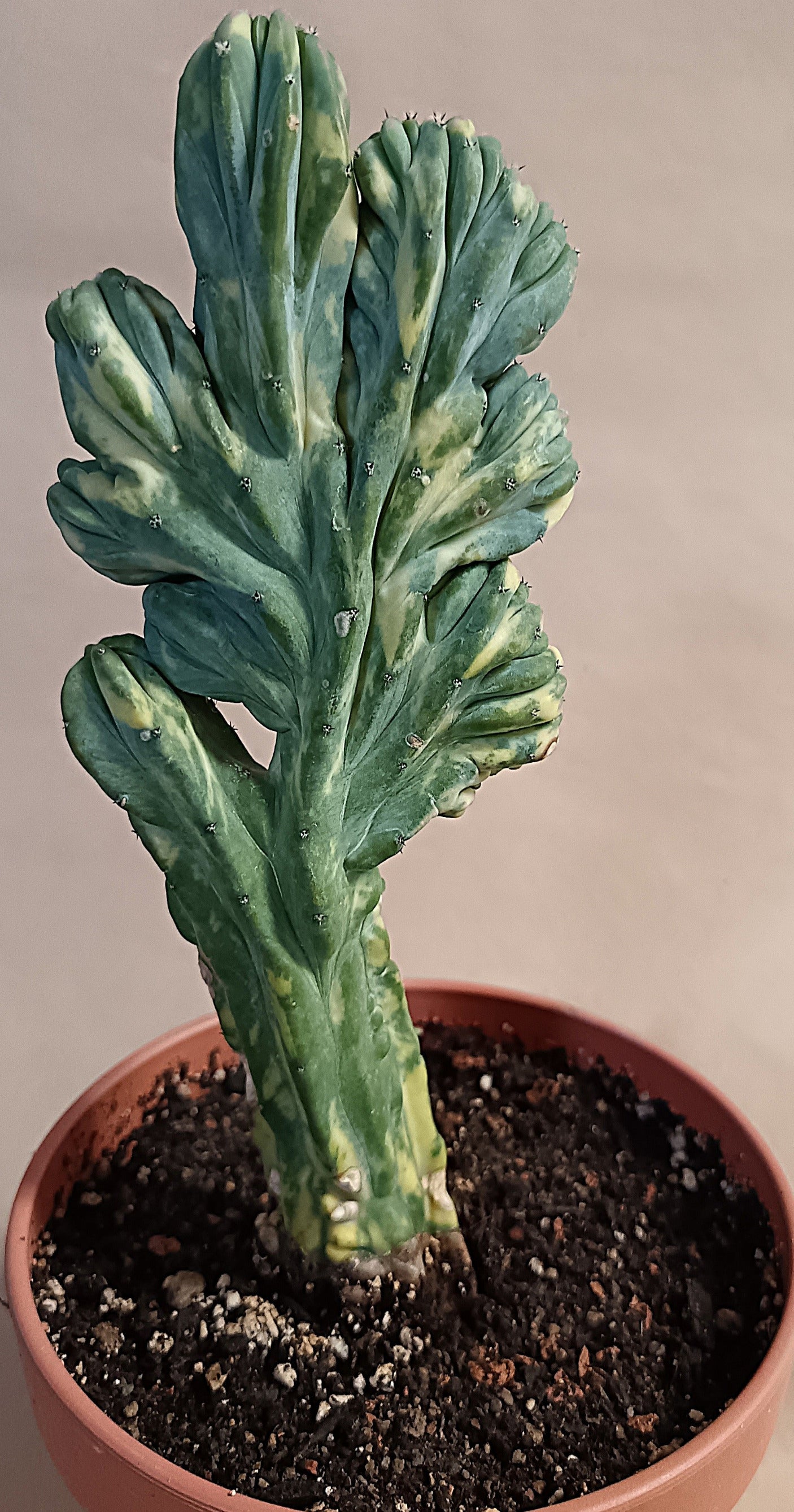 Myrtillocactus geometrizans f. variegata #3