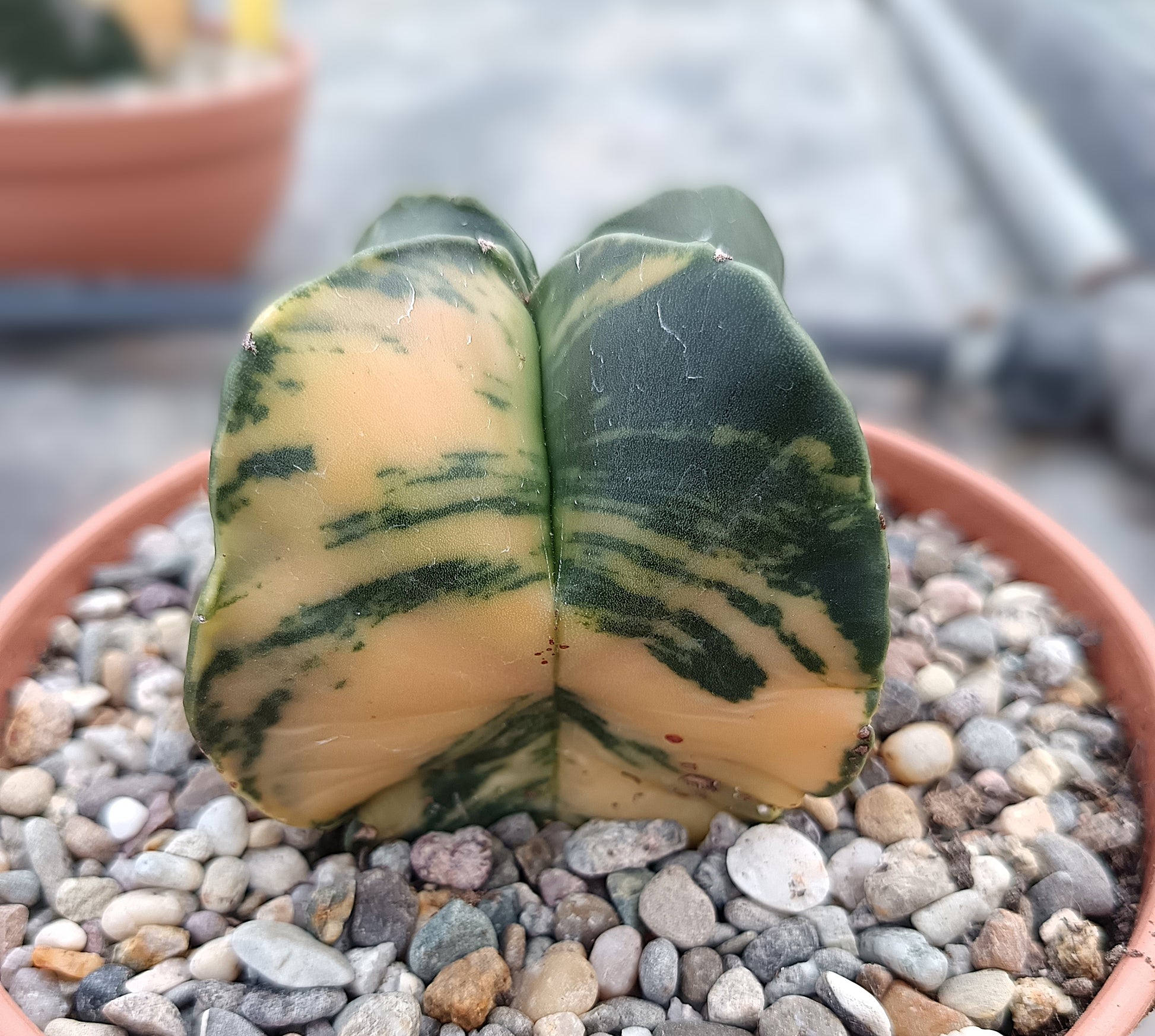 Astrophytum myriostigma f. variegata / Einzelexemplar