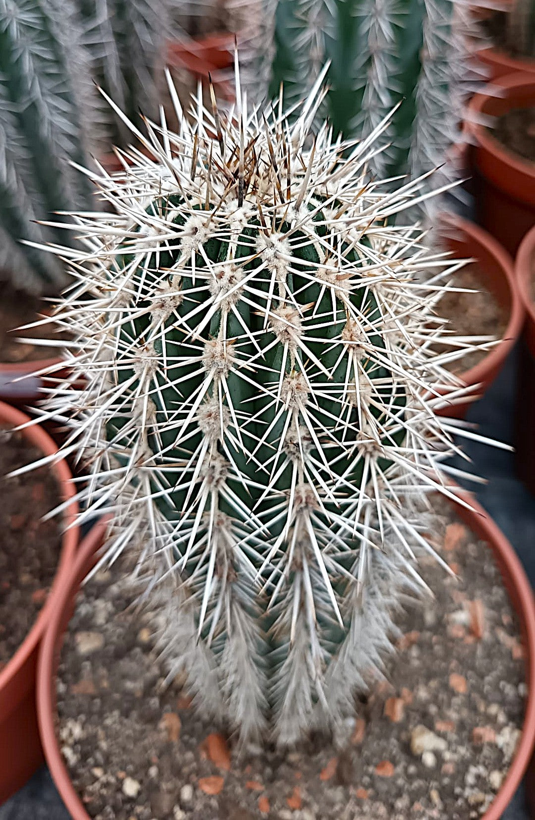 Pachycereus pringlei / Majestätischer Wüstenkaktus