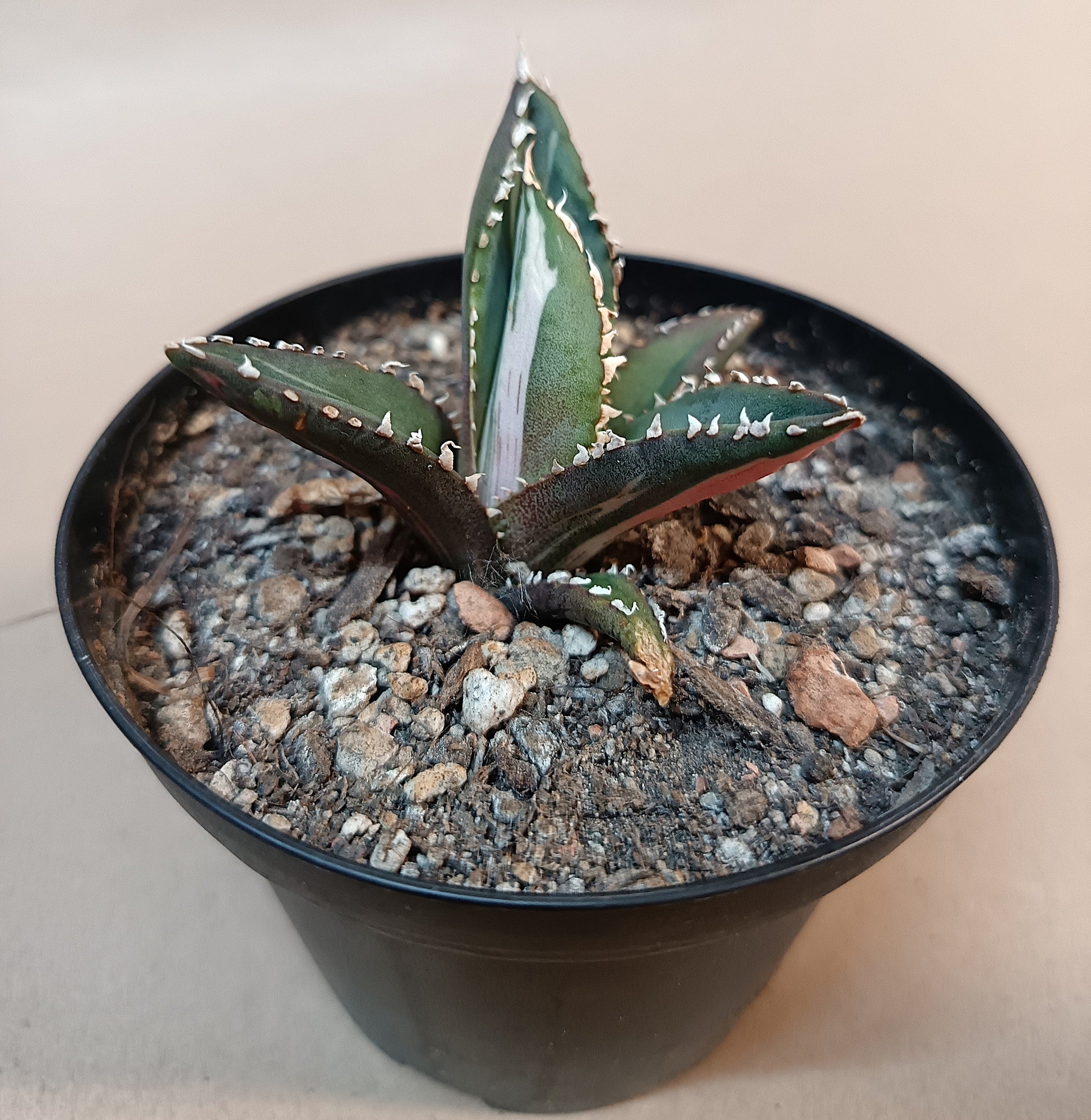 Agave titanota ‘Werewolf’  purple-striped clone #4