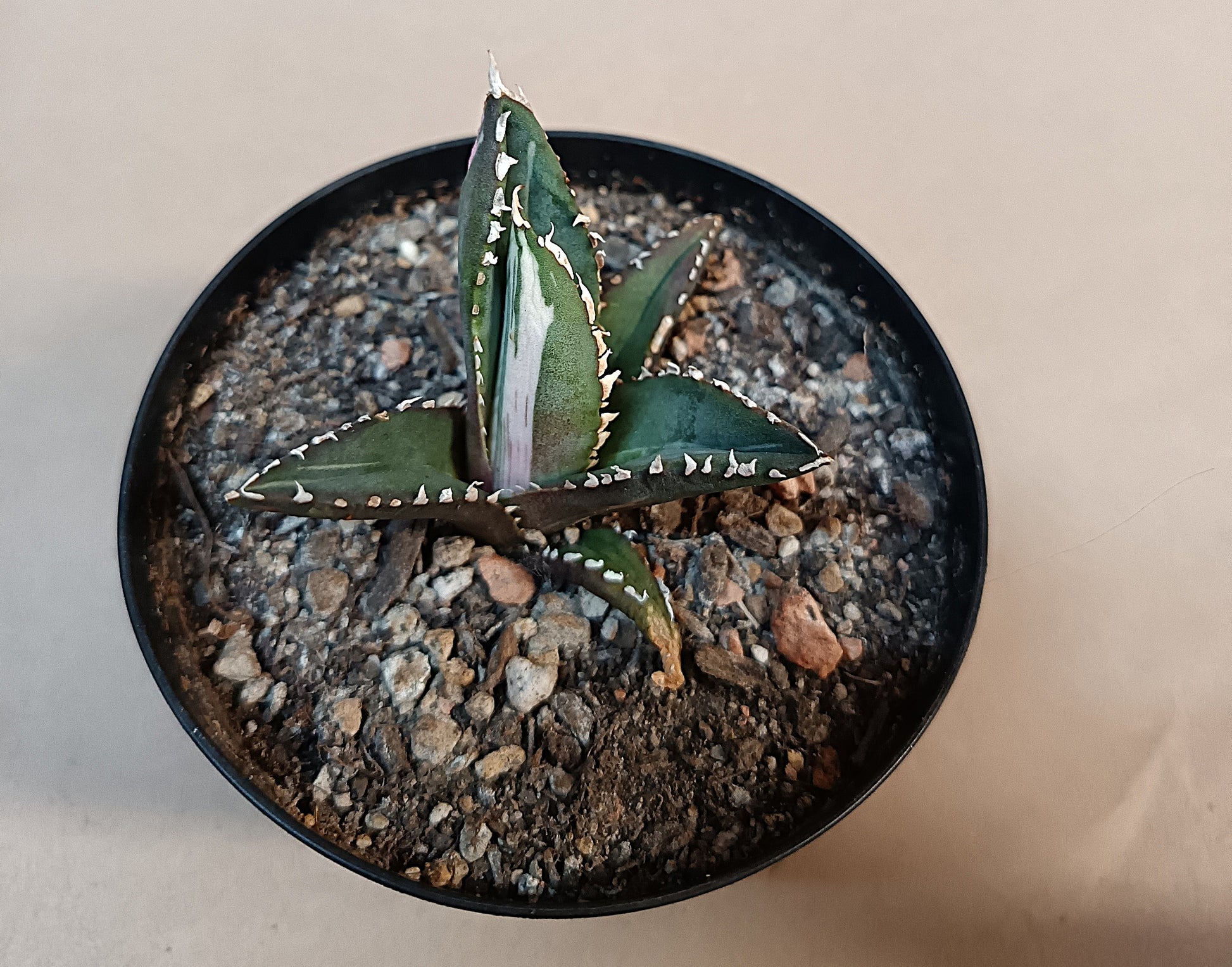 Agave titanota ‘Werewolf’  purple-striped clone #4