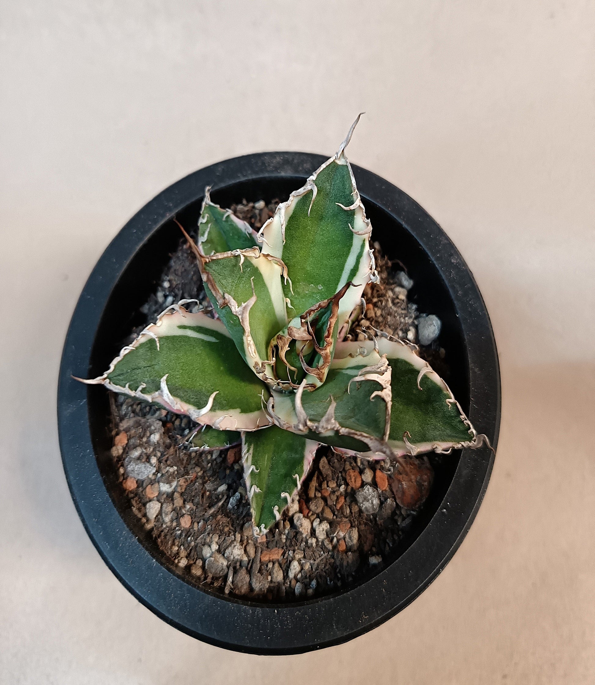 Agave titanota 'Caesar' Variegata – 7 cm #4