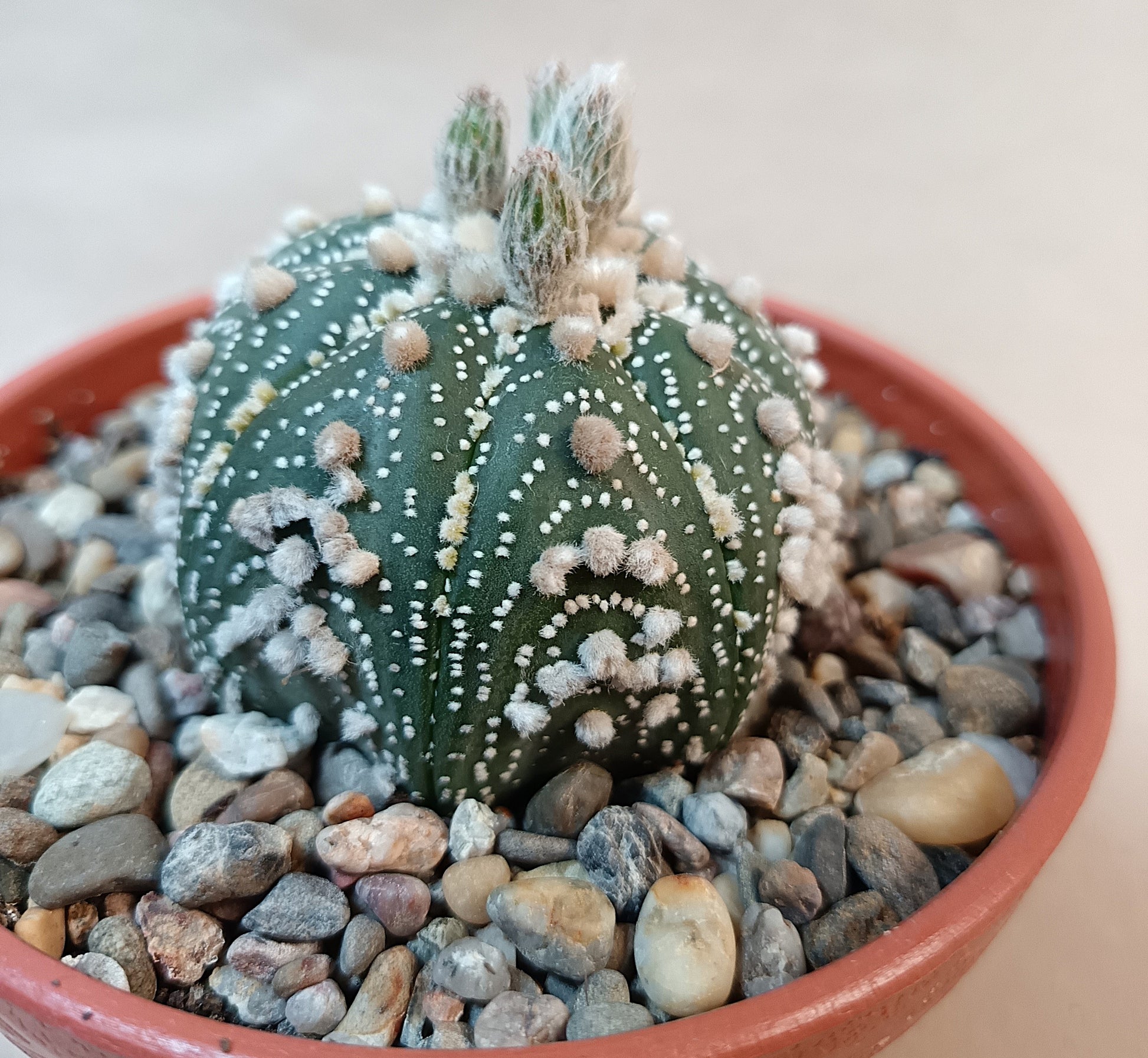 Astrophytum asterias 'Hanazono Kabuto' #4