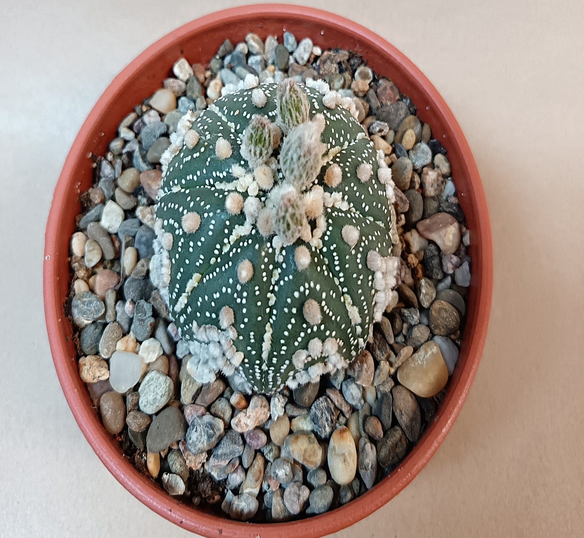 Astrophytum asterias 'Hanazono Kabuto' #4