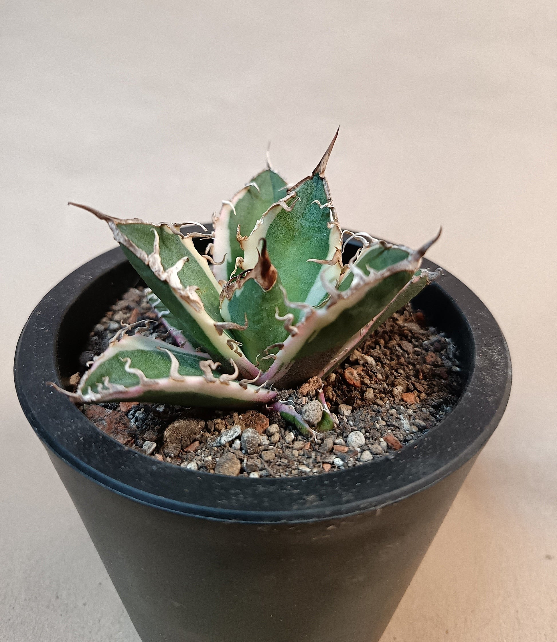 Agave titanota 'Caesar' Variegata – 7 cm #4