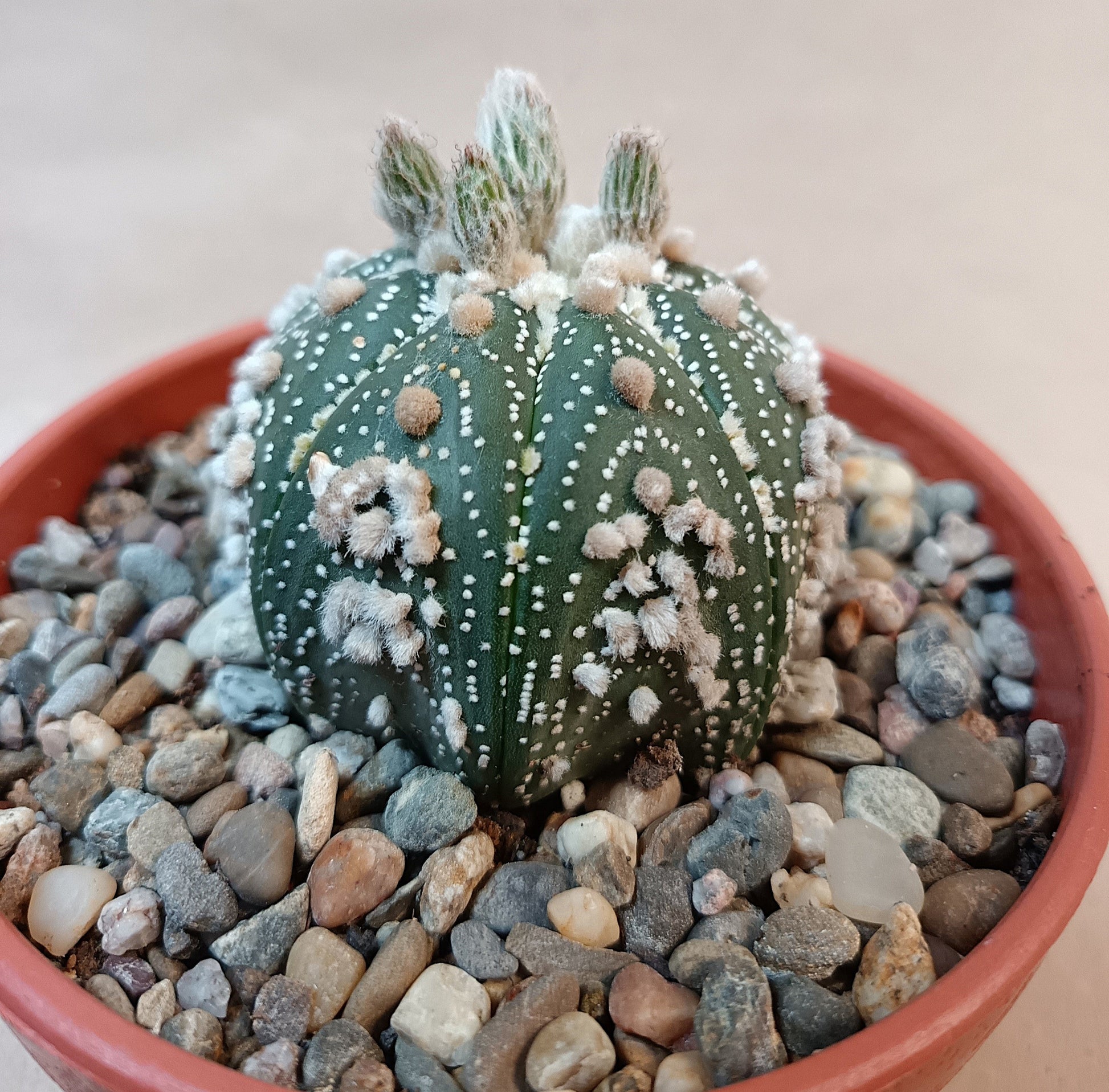 Astrophytum asterias 'Hanazono Kabuto' #4