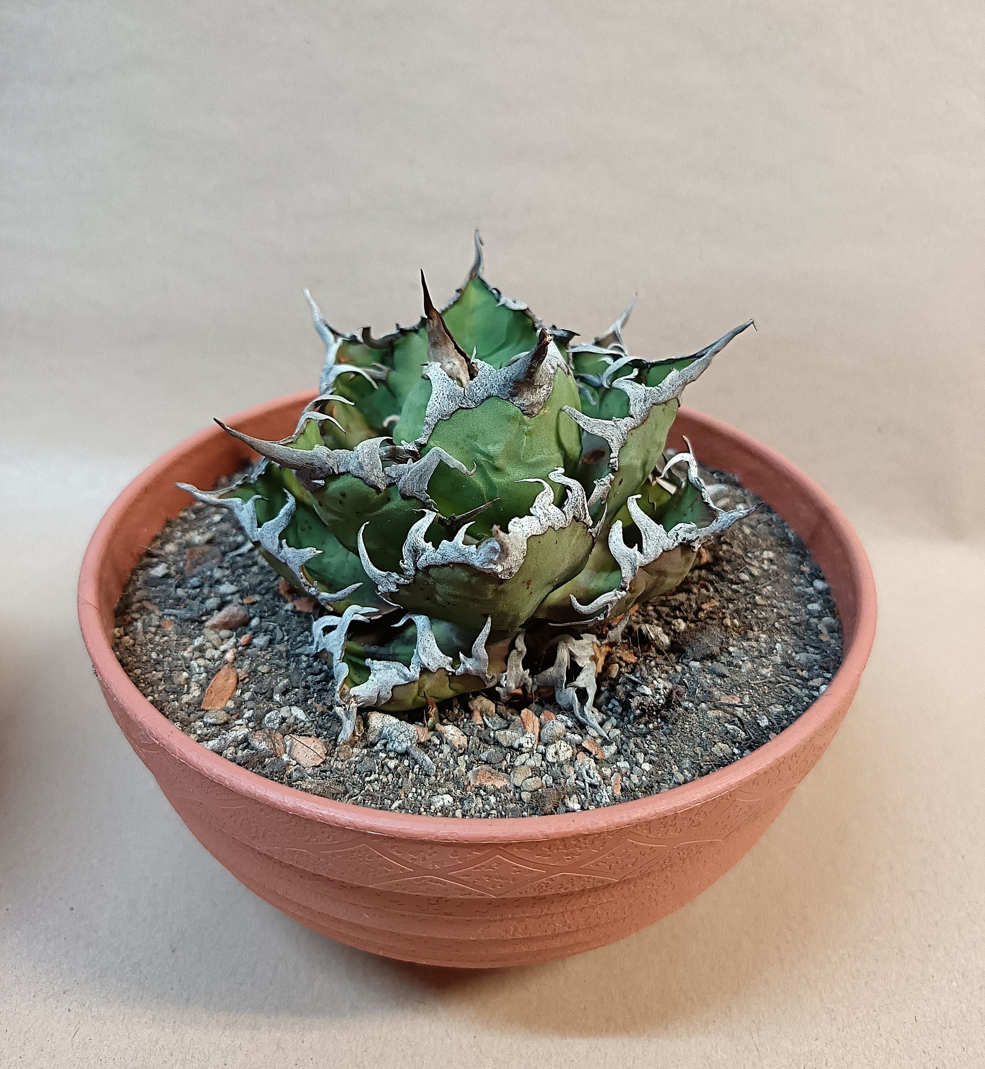 Agave titanota 'Caesar' – 10 cm #4