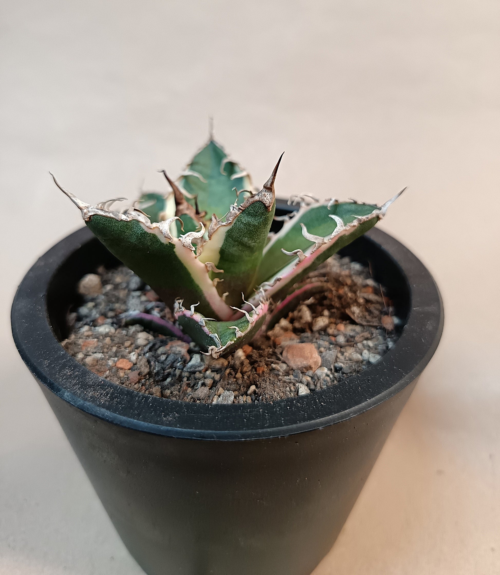 Agave titanota 'Caesar' Variegata – 7 cm #4