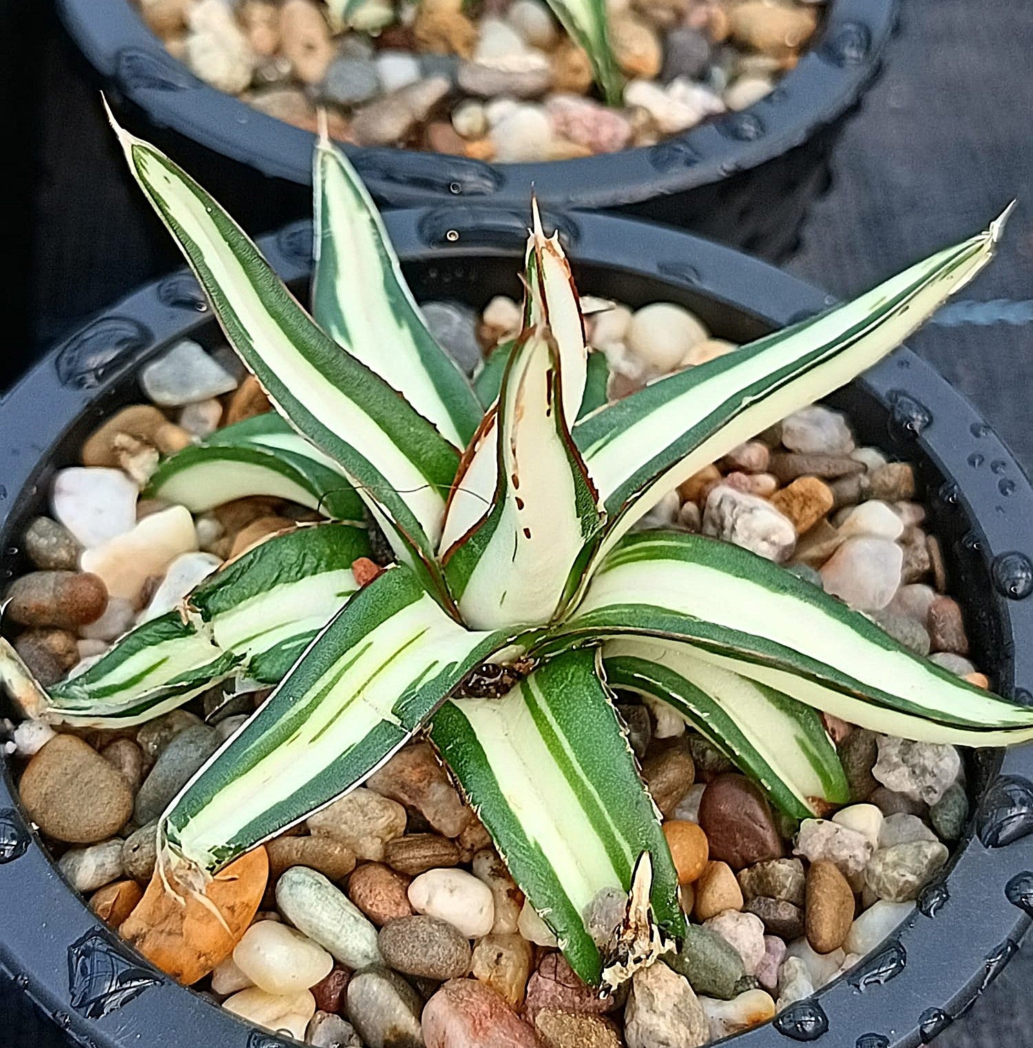 Agave victoriae-reginae mediopicta alba