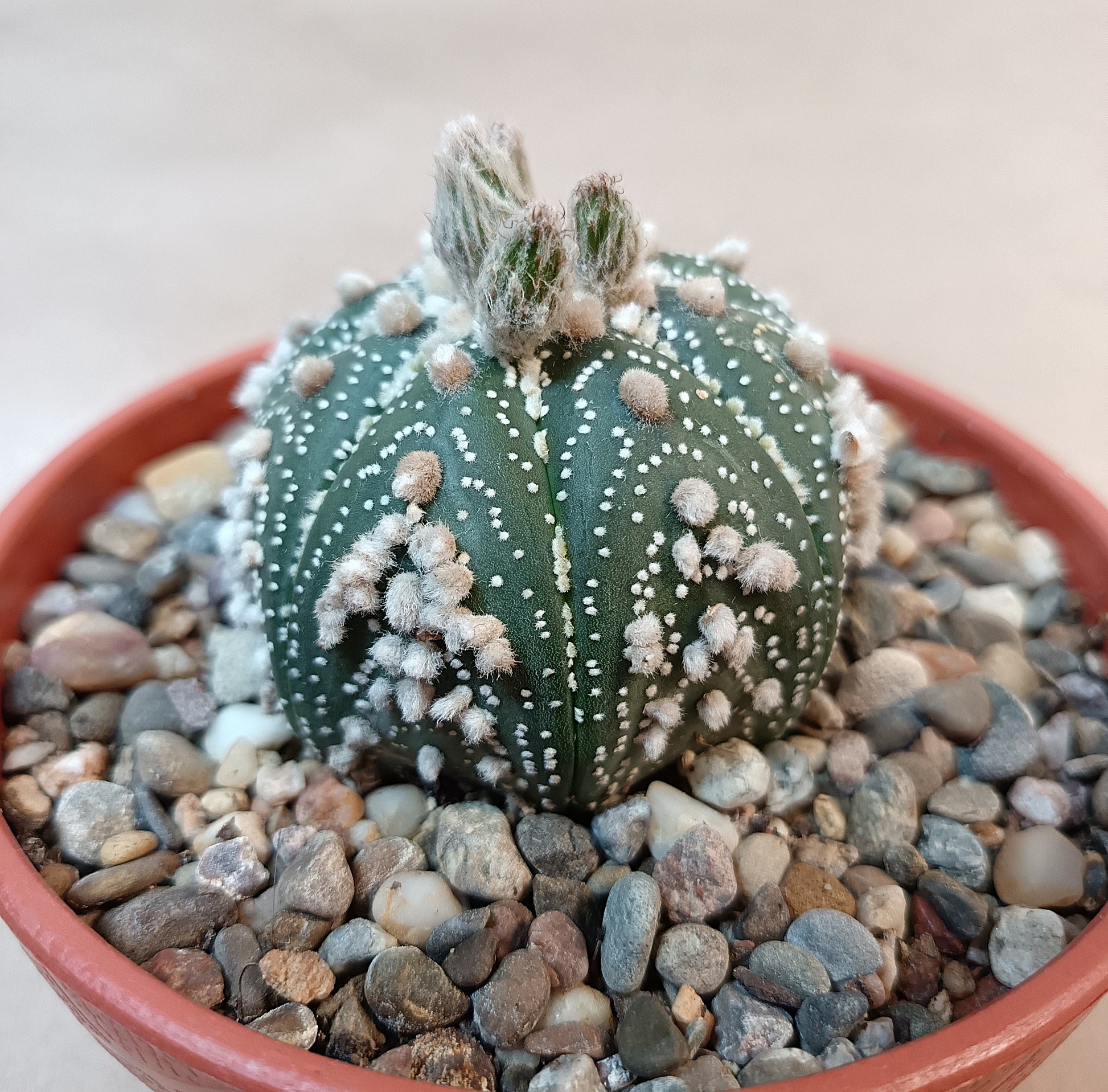 Astrophytum asterias 'Hanazono Kabuto' #4