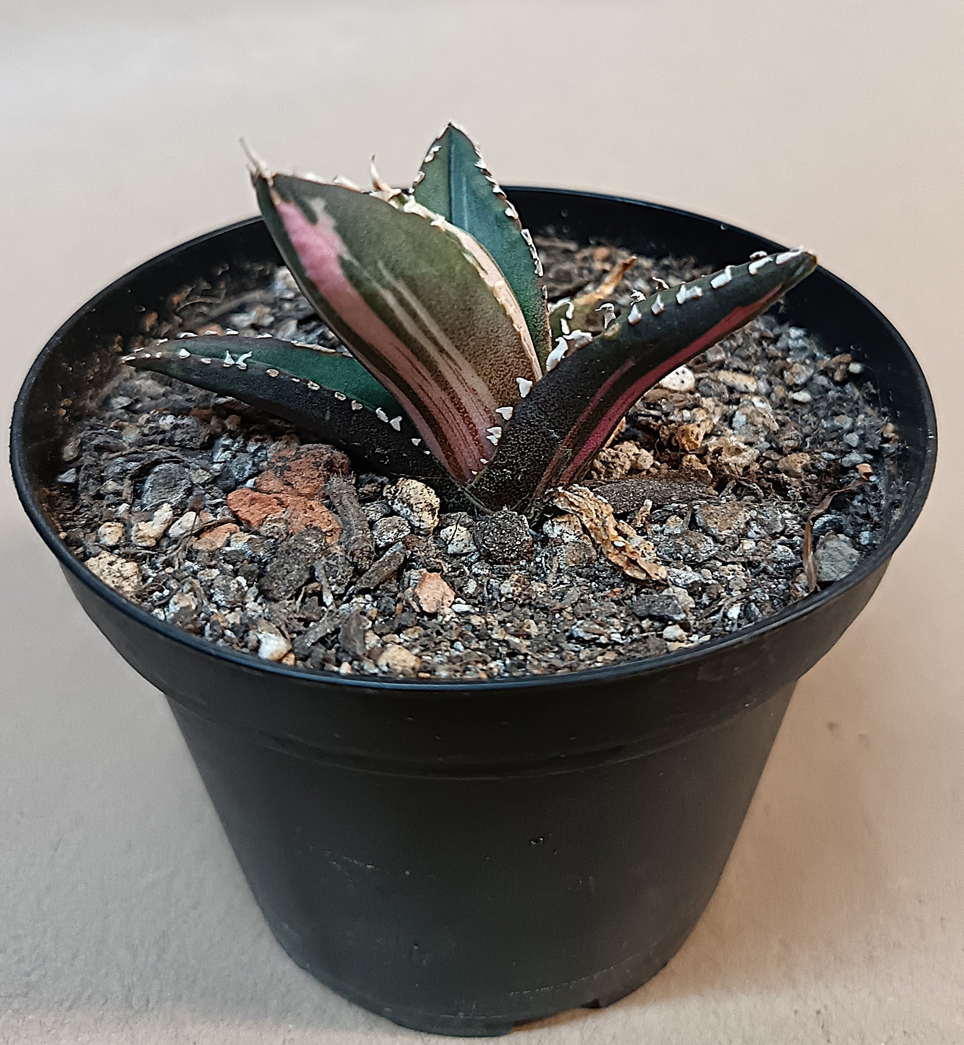 Agave titanota ‘Werewolf’  purple-striped clone #4