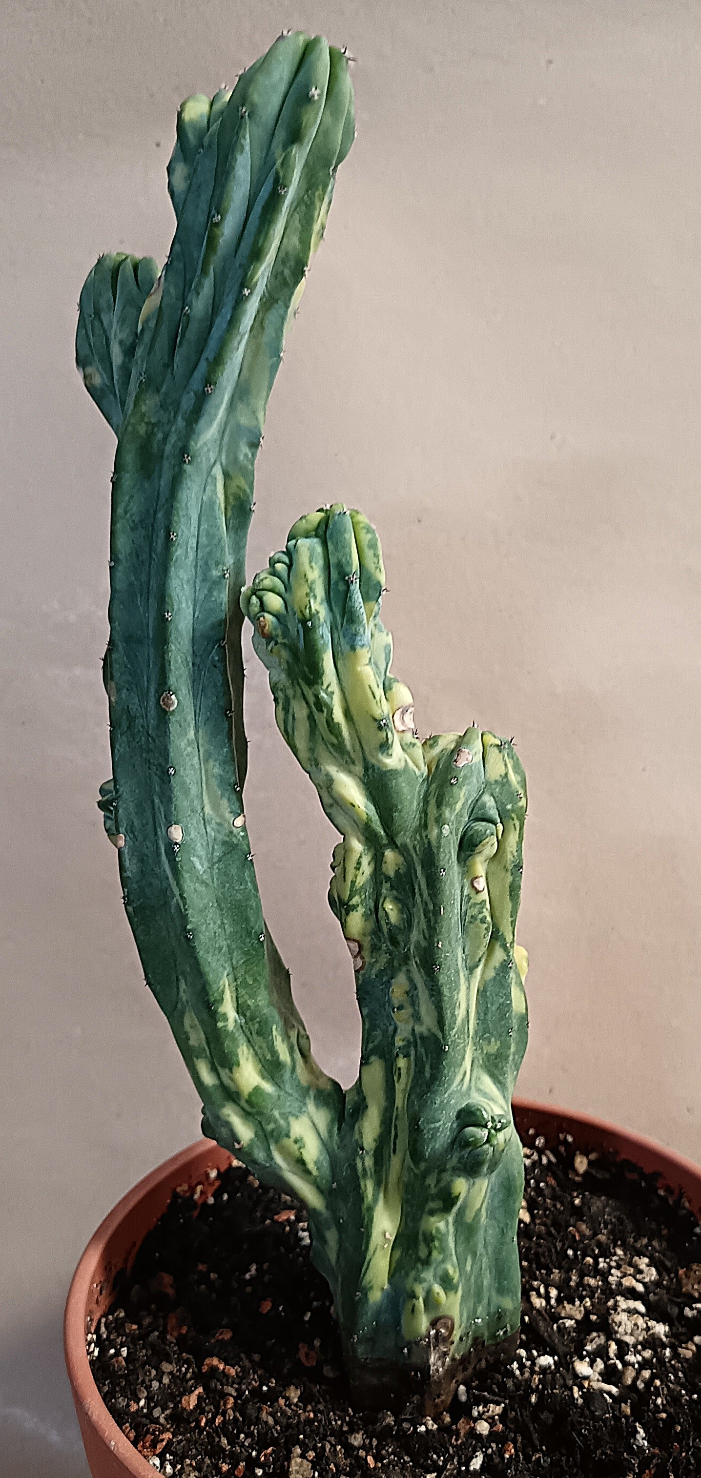 Myrtillocactus geometrizans f. variegata #4