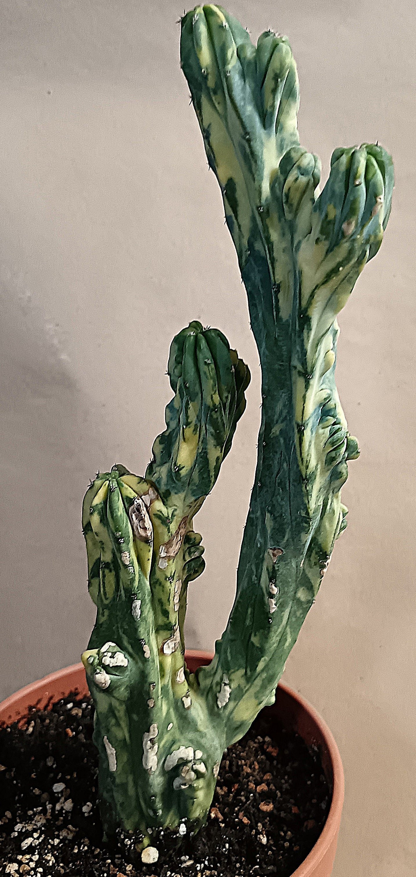 Myrtillocactus geometrizans f. variegata #4