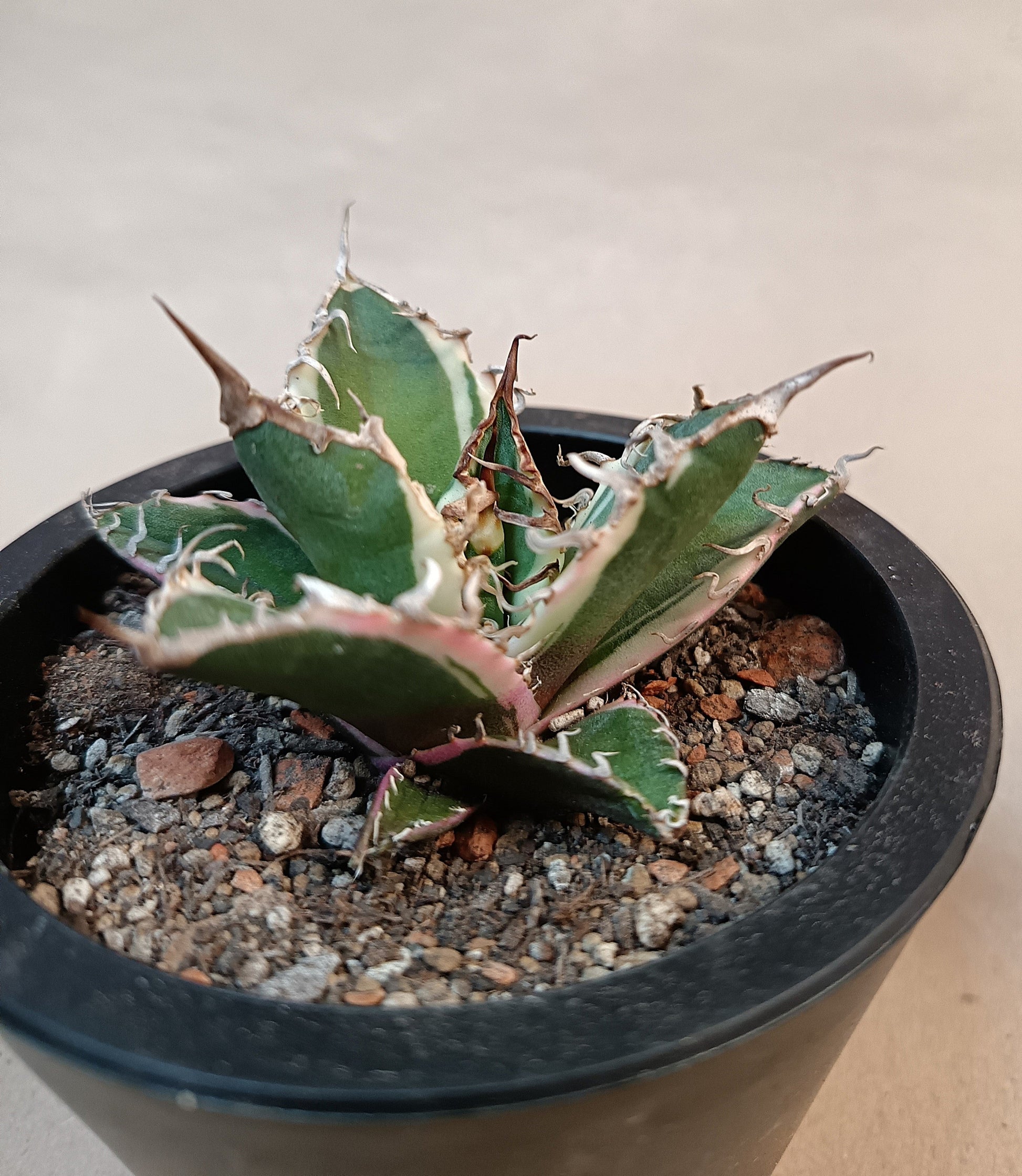 Agave titanota 'Caesar' Variegata – 7 cm #4