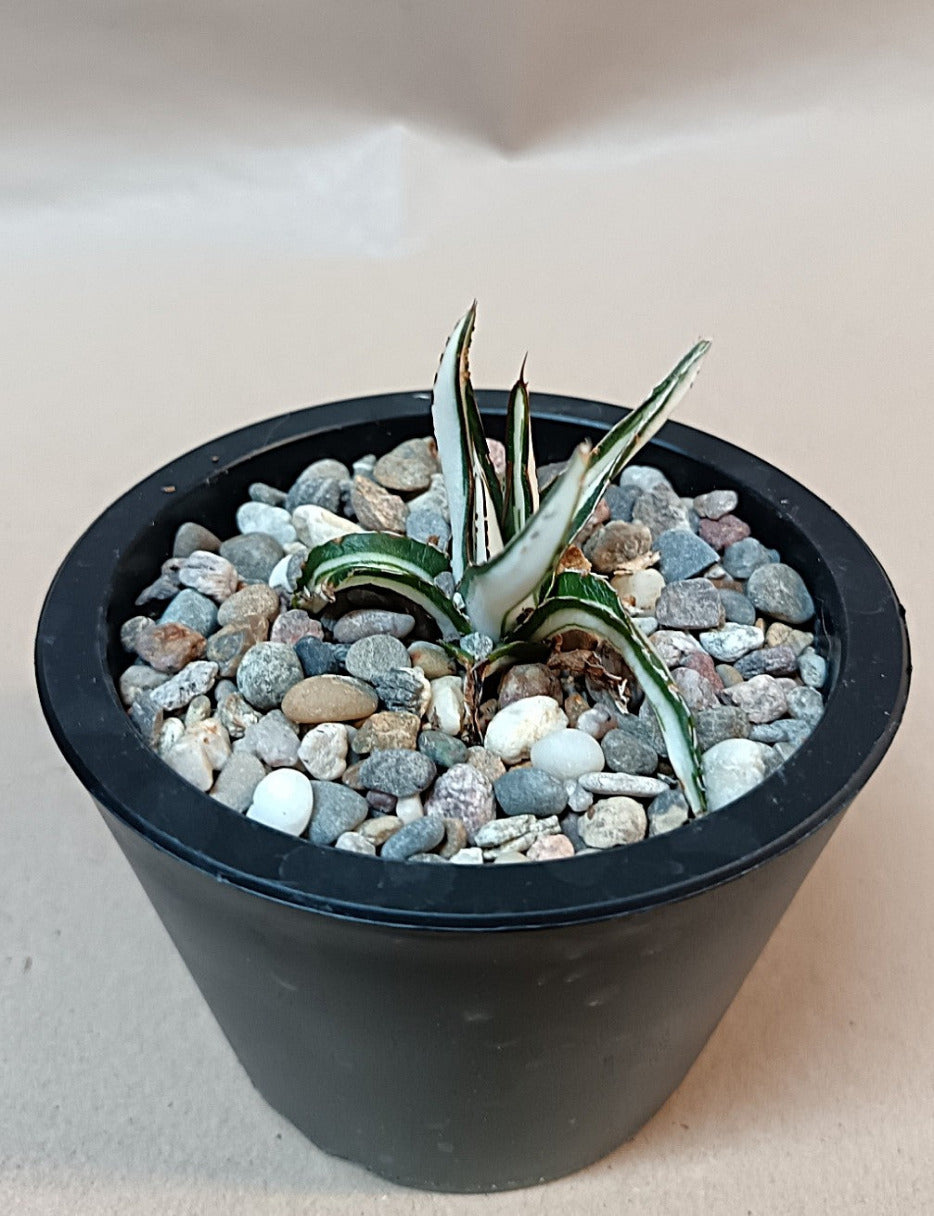 Agave victoriae-reginae mediopicta alba #4
