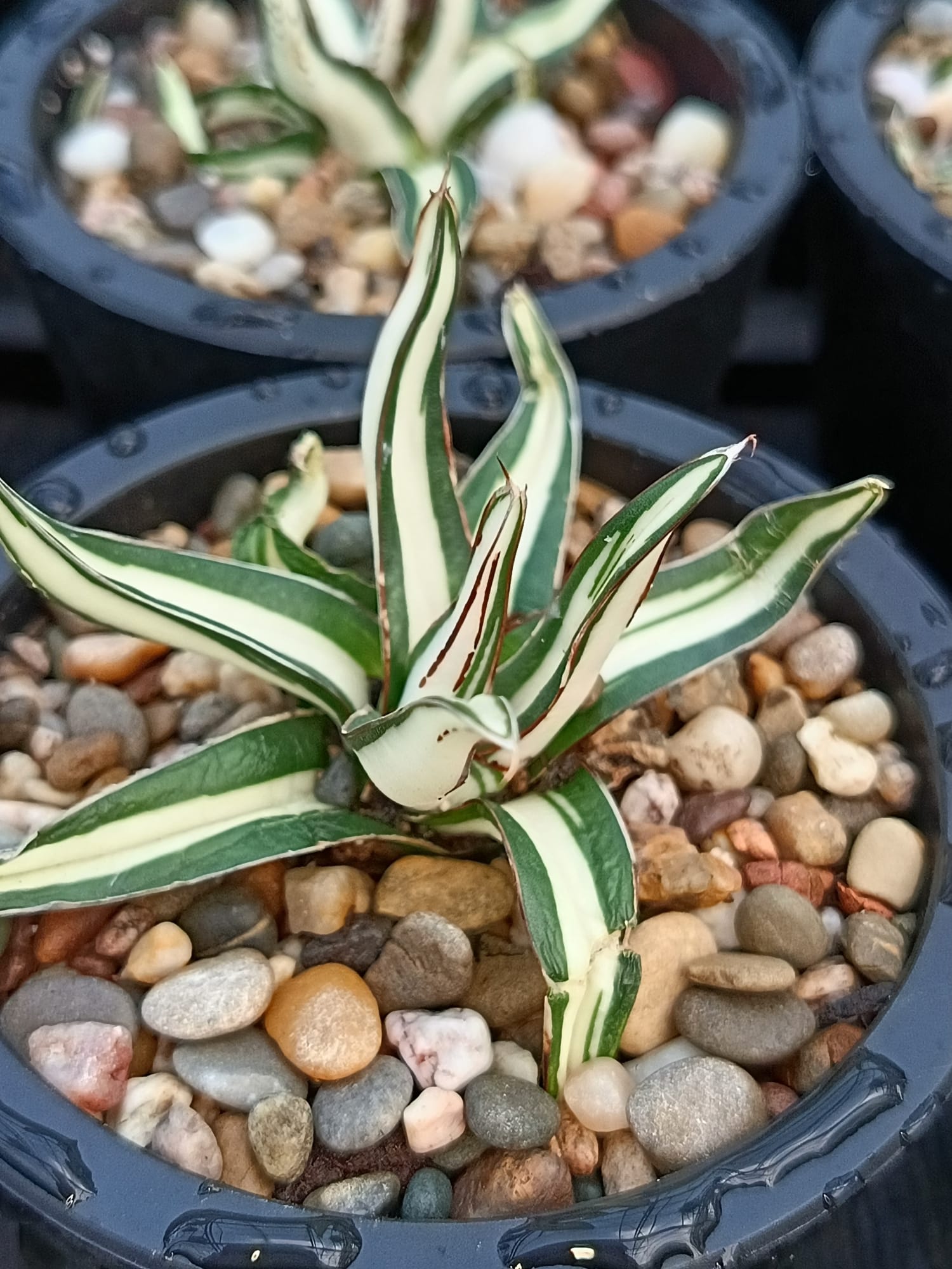 Agave victoriae-reginae mediopicta alba
