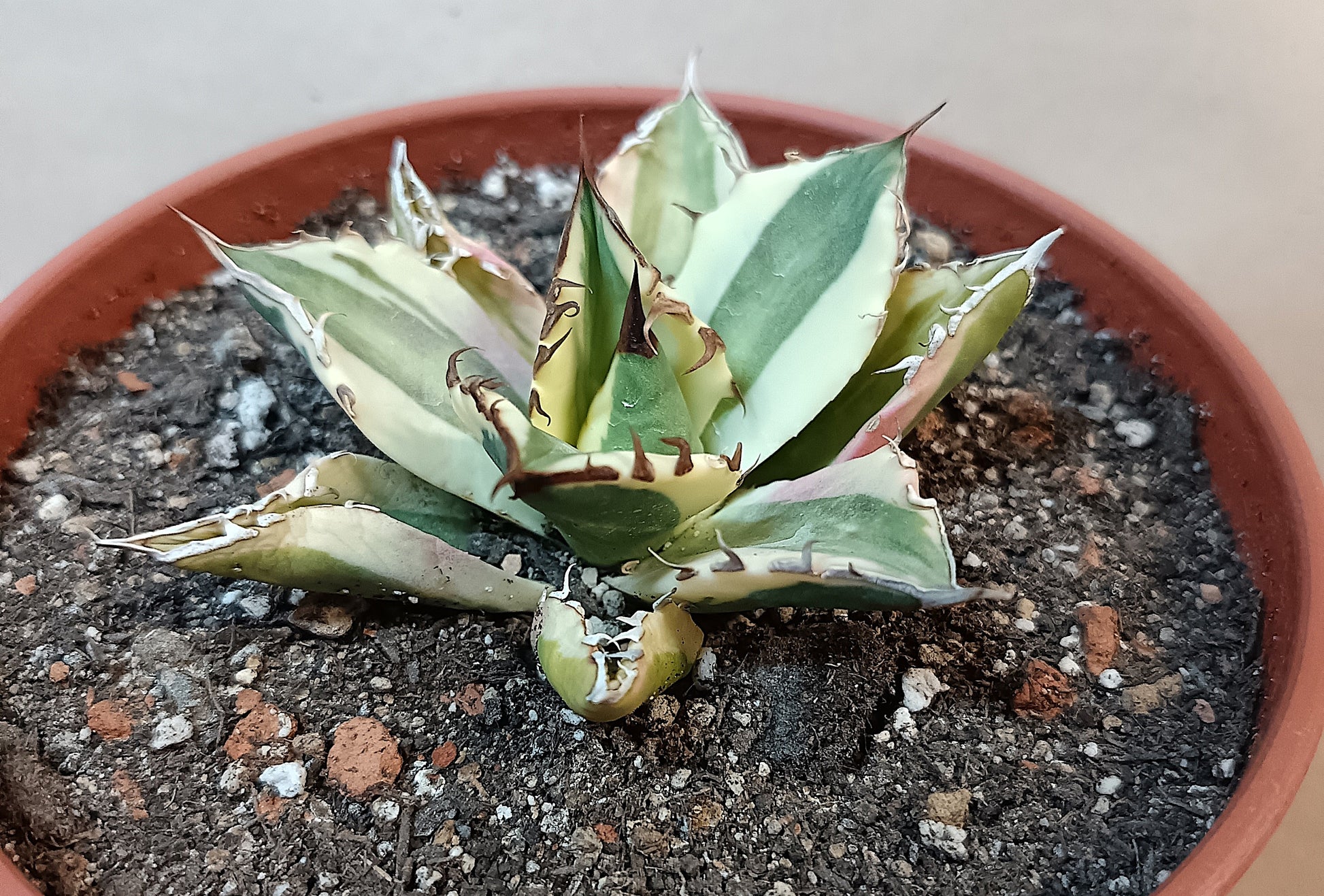 Agave titanota 'Snaggle Tooth' f. variegata  #6