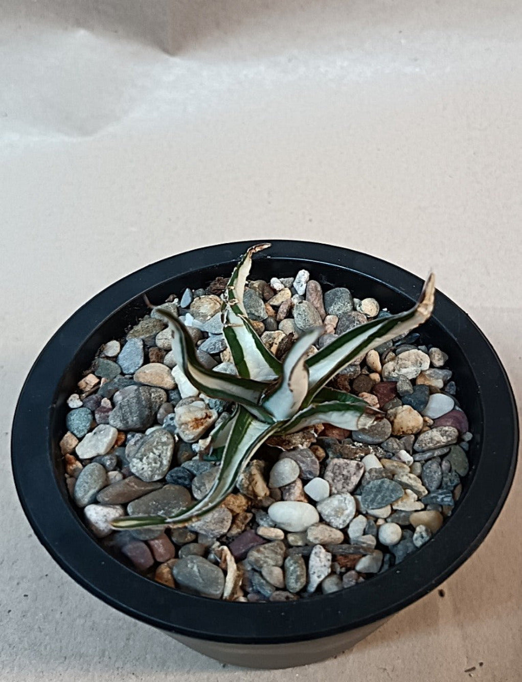 Agave victoriae-reginae mediopicta alba #5