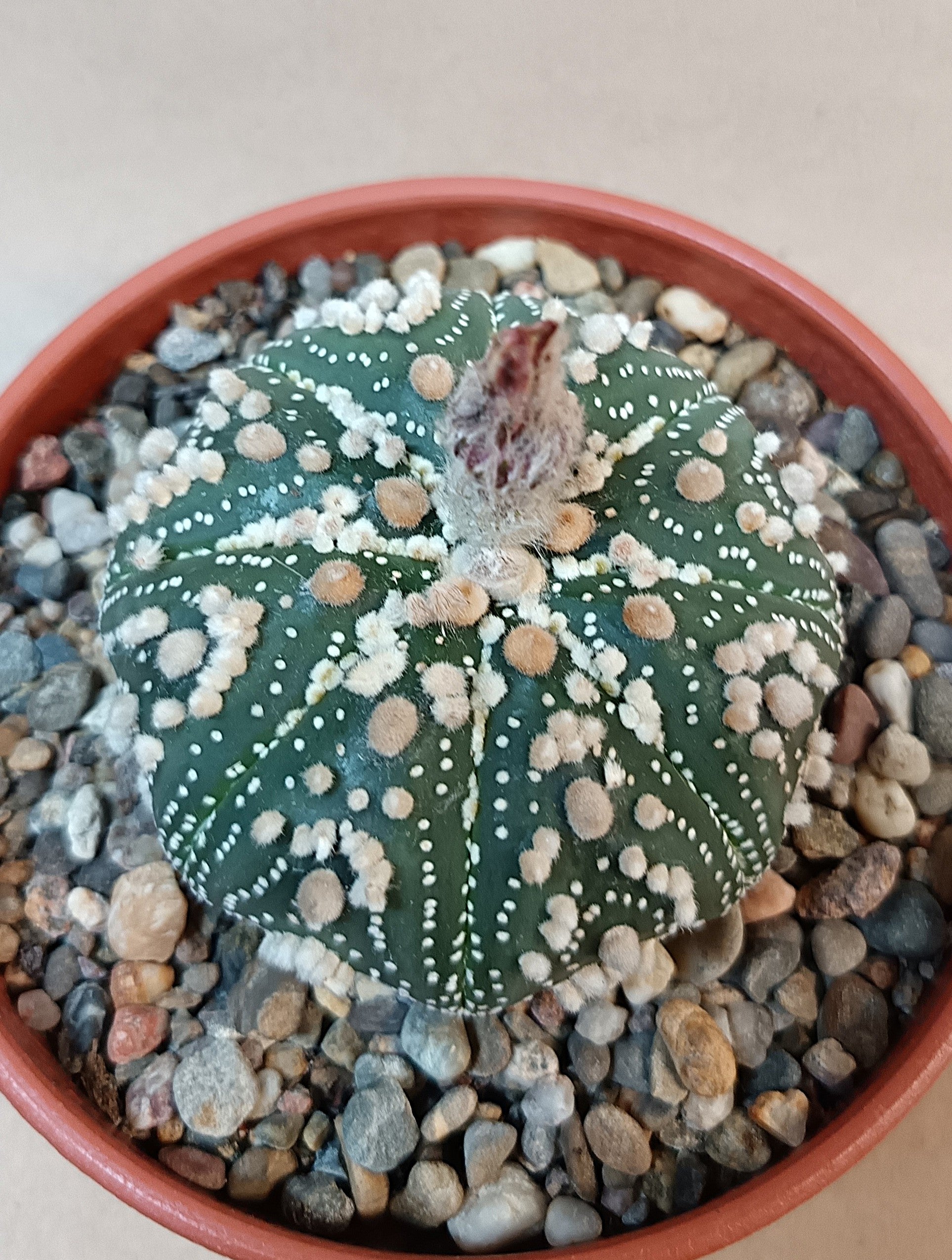 Astrophytum asterias 'Hanazono Kabuto' #5