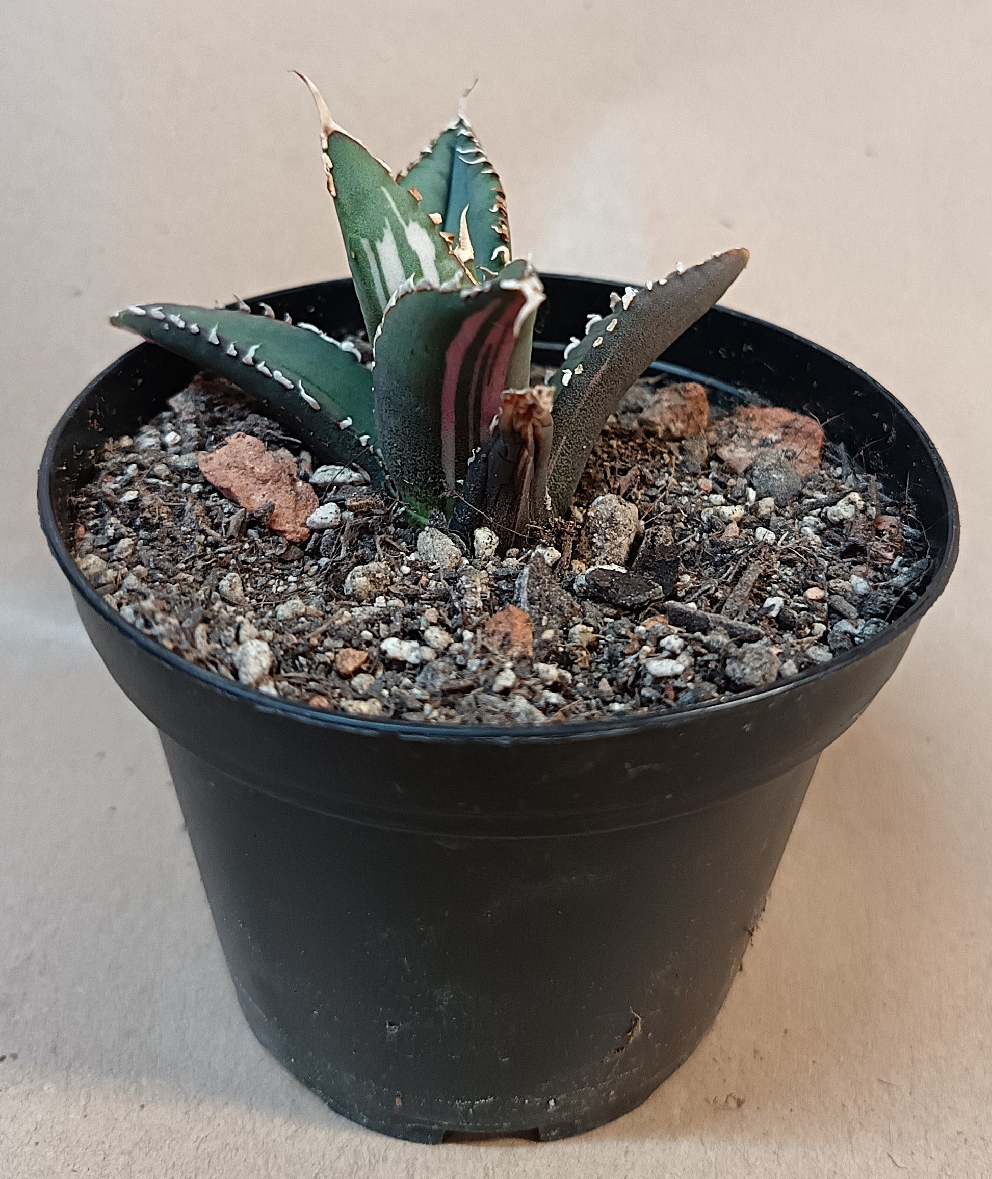 Agave titanota ‘Werewolf’  purple-striped clone #5
